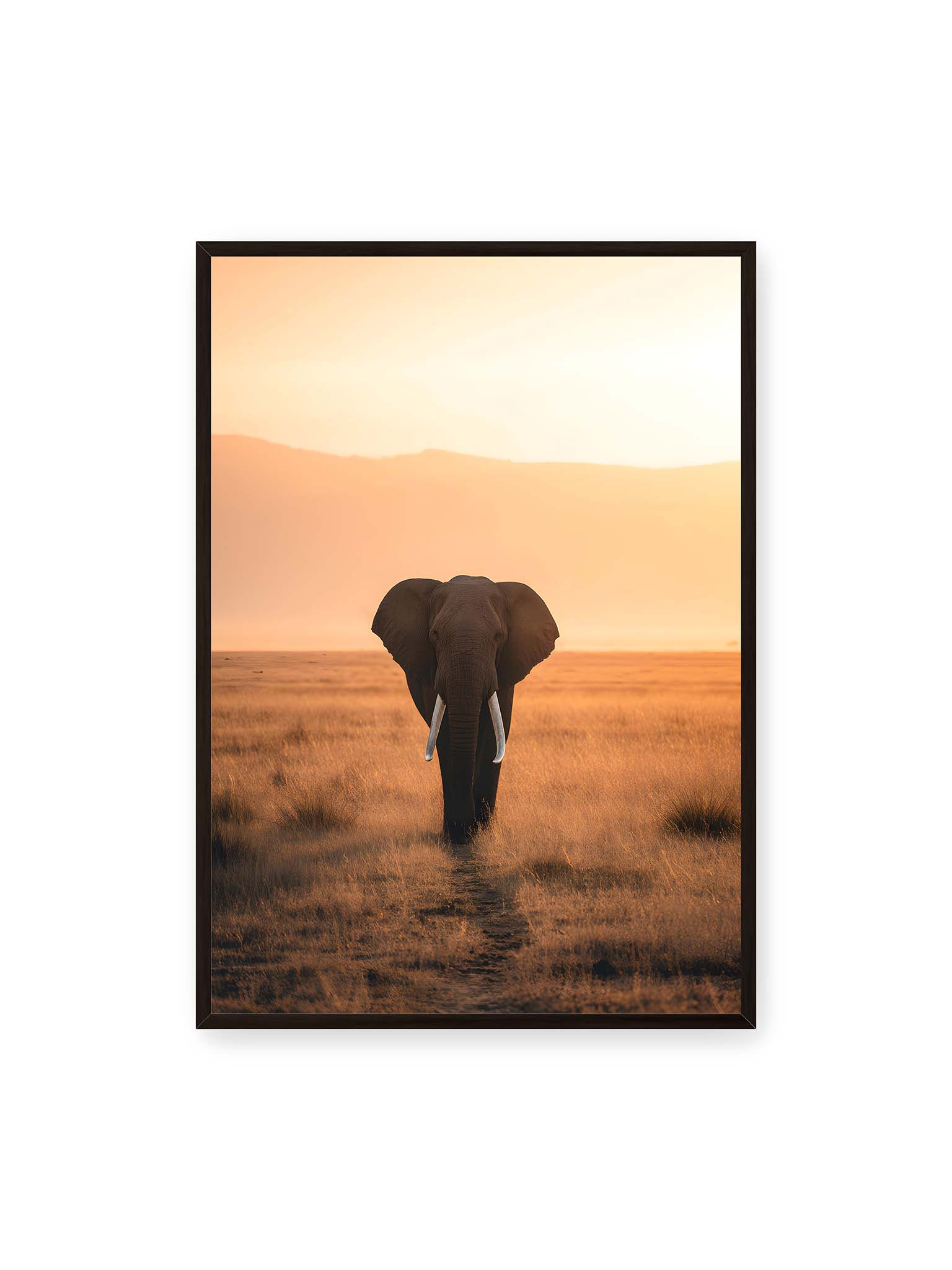 70x100 cm, schwarzer Rahmen – Elefant mit langen Stoßzähnen läuft frontal durch hohes Gras der Savanne im warmen Licht.