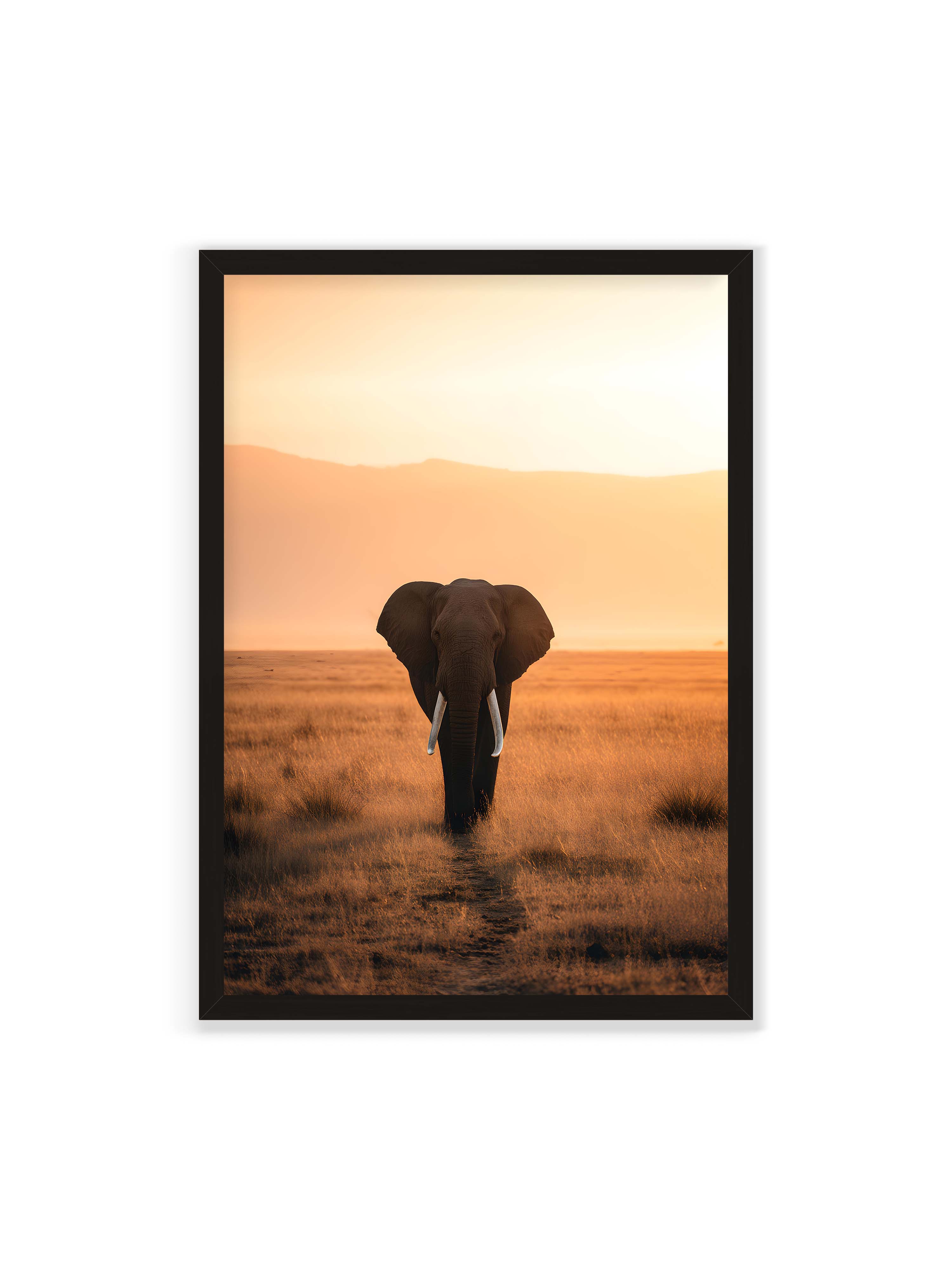 70x100 cm ohne Galerie-Rand mit schwarzem Rahmen – Elefant mit langen Stoßzähnen läuft frontal durch hohes Gras der Savanne im warmen Licht.
