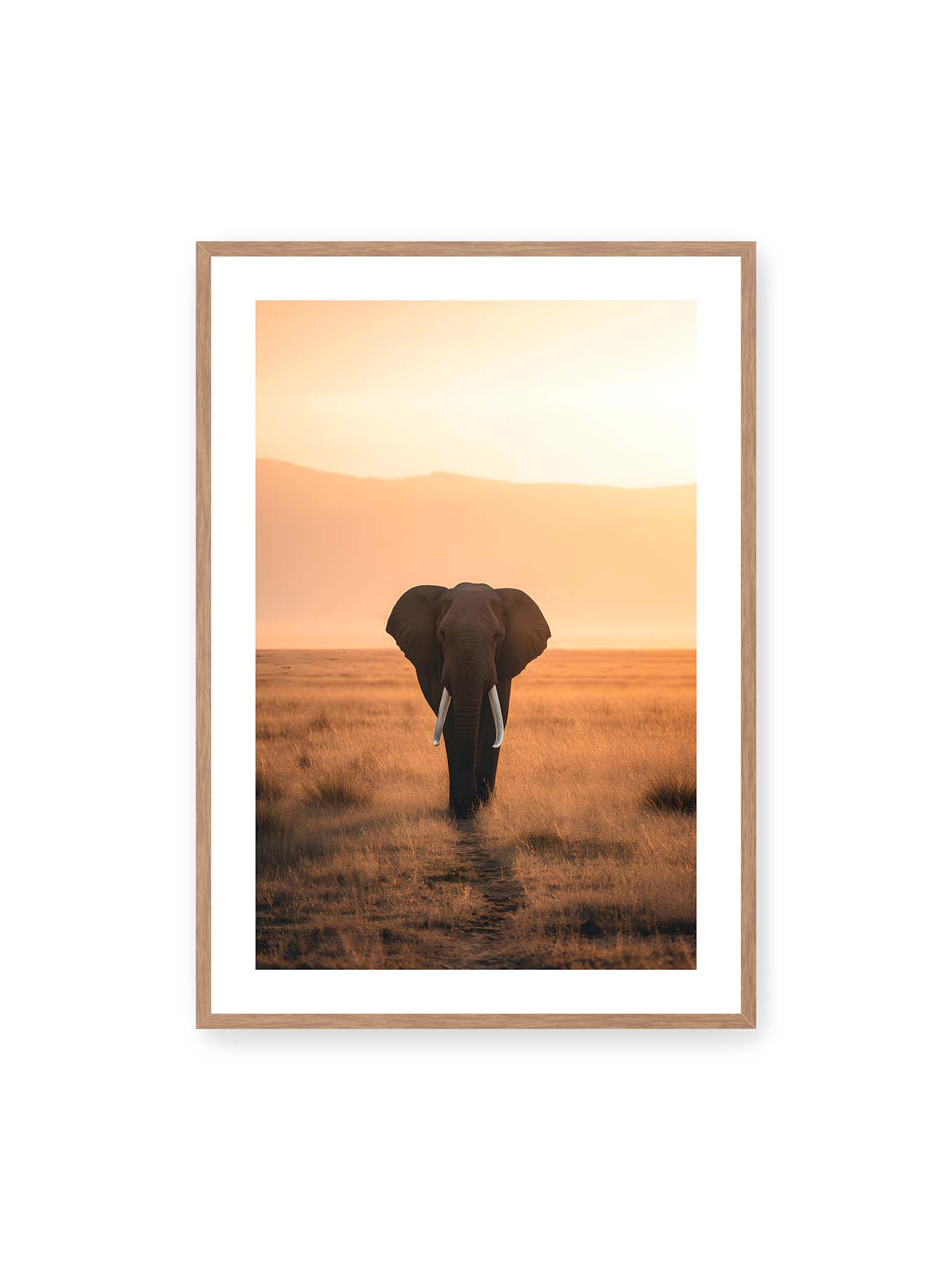 70x100 cm, weißer Galerie-Rand, Eichenrahmen – Elefant mit langen Stoßzähnen läuft frontal durch hohes Gras der Savanne im warmen Licht.