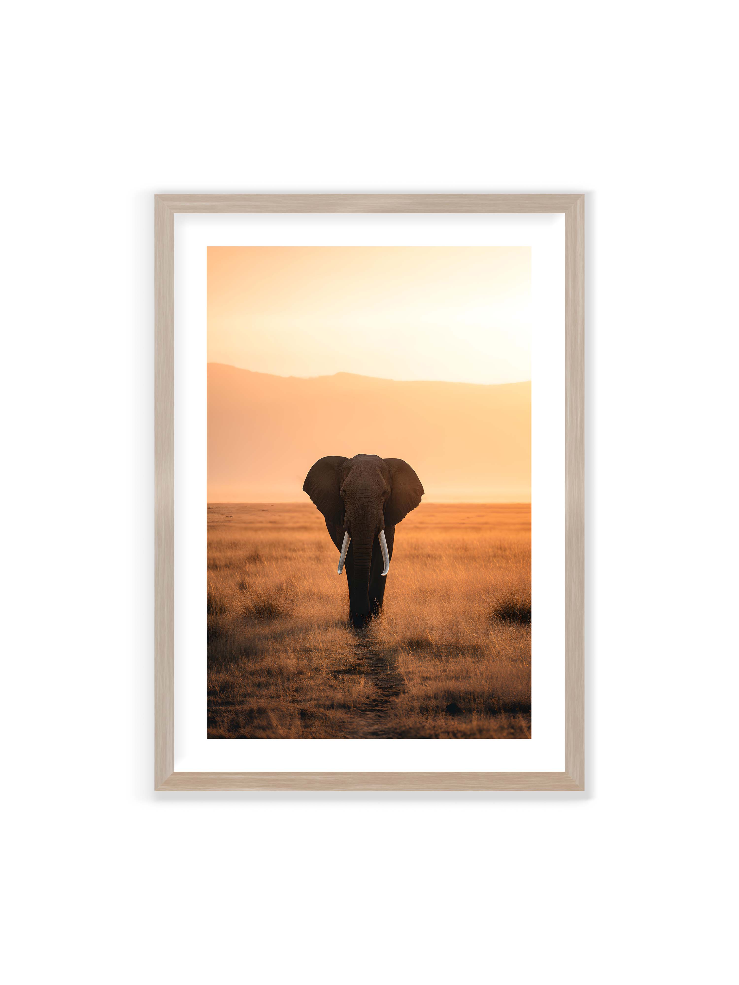 70x100 cm mit weißem Galerie-Rand im Eichenrahmen – Elefant mit langen Stoßzähnen läuft frontal durch hohes Gras der Savanne im warmen Licht.
