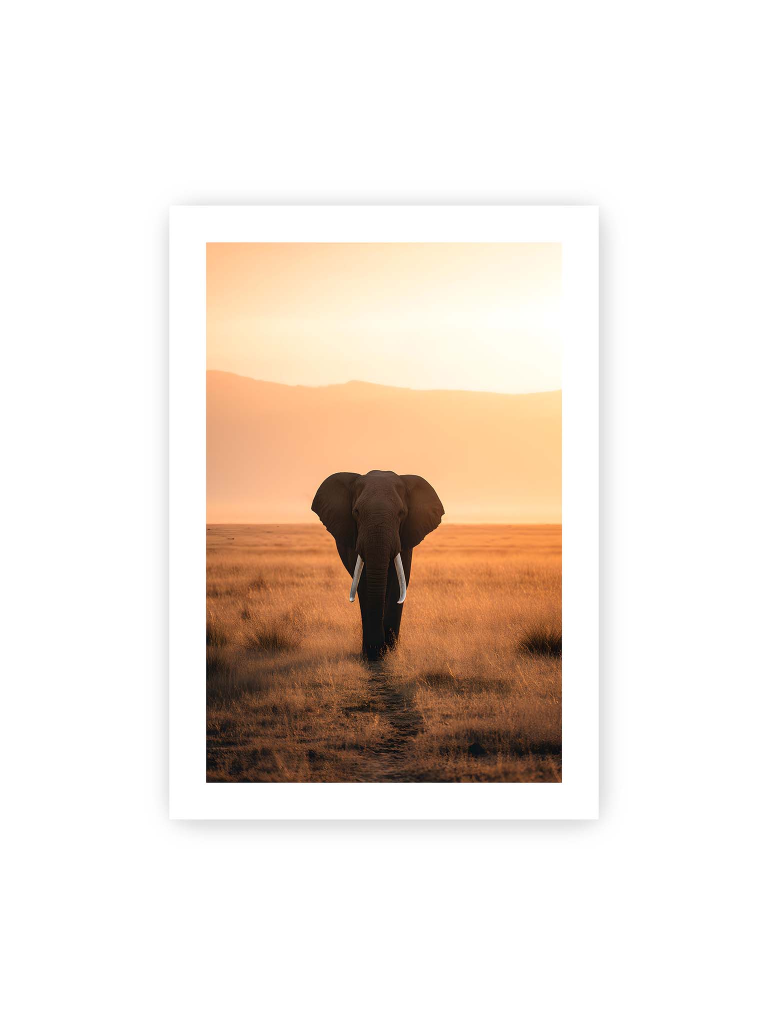 70x100 cm, weißer Galerie-Rand – Elefant mit langen Stoßzähnen läuft frontal durch hohes Gras der Savanne im warmen Licht.