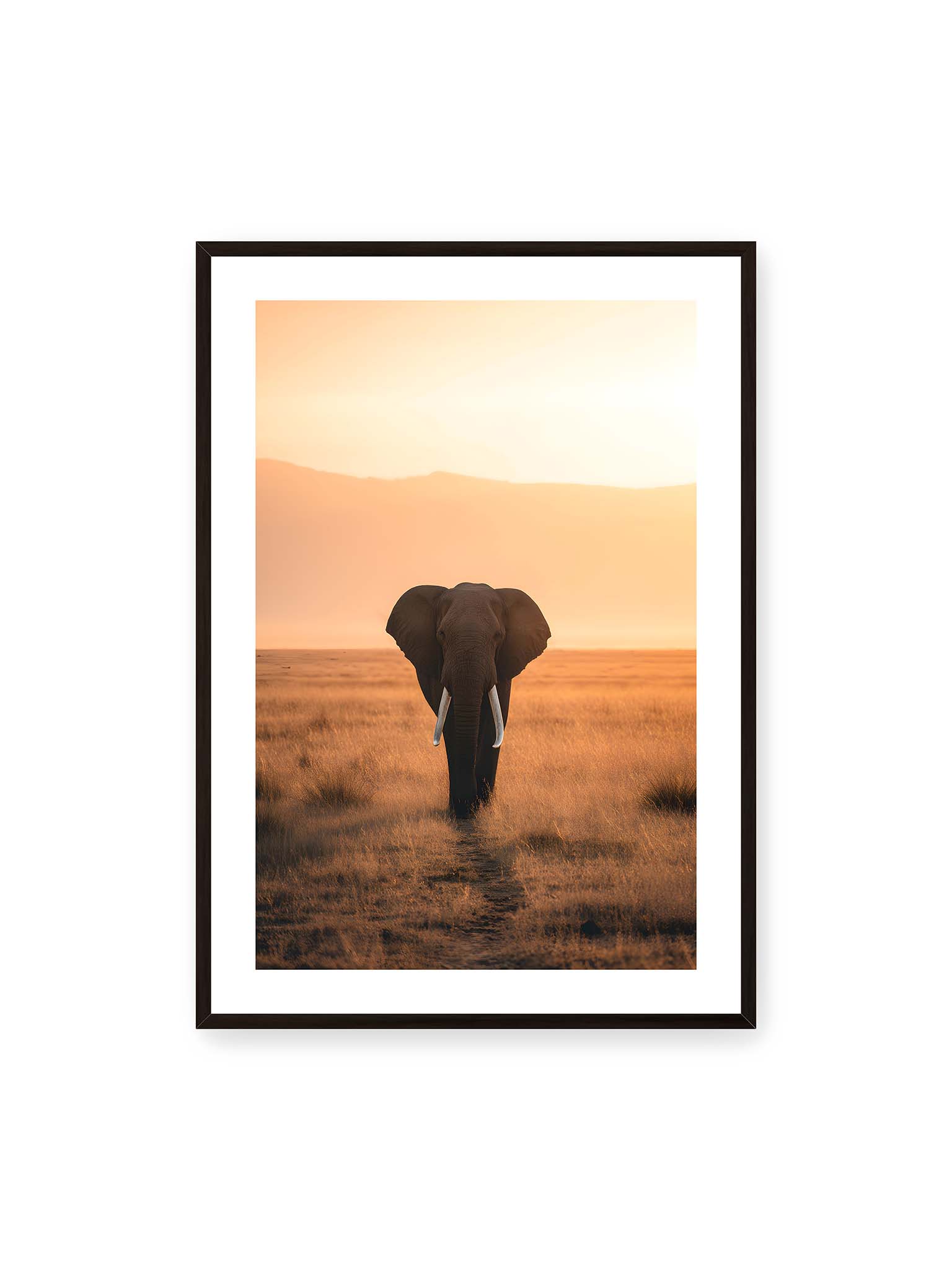 70x100 cm, weißer Galerie-Rand, schwarzer Rahmen – Elefant mit langen Stoßzähnen läuft frontal durch hohes Gras der Savanne im warmen Licht.