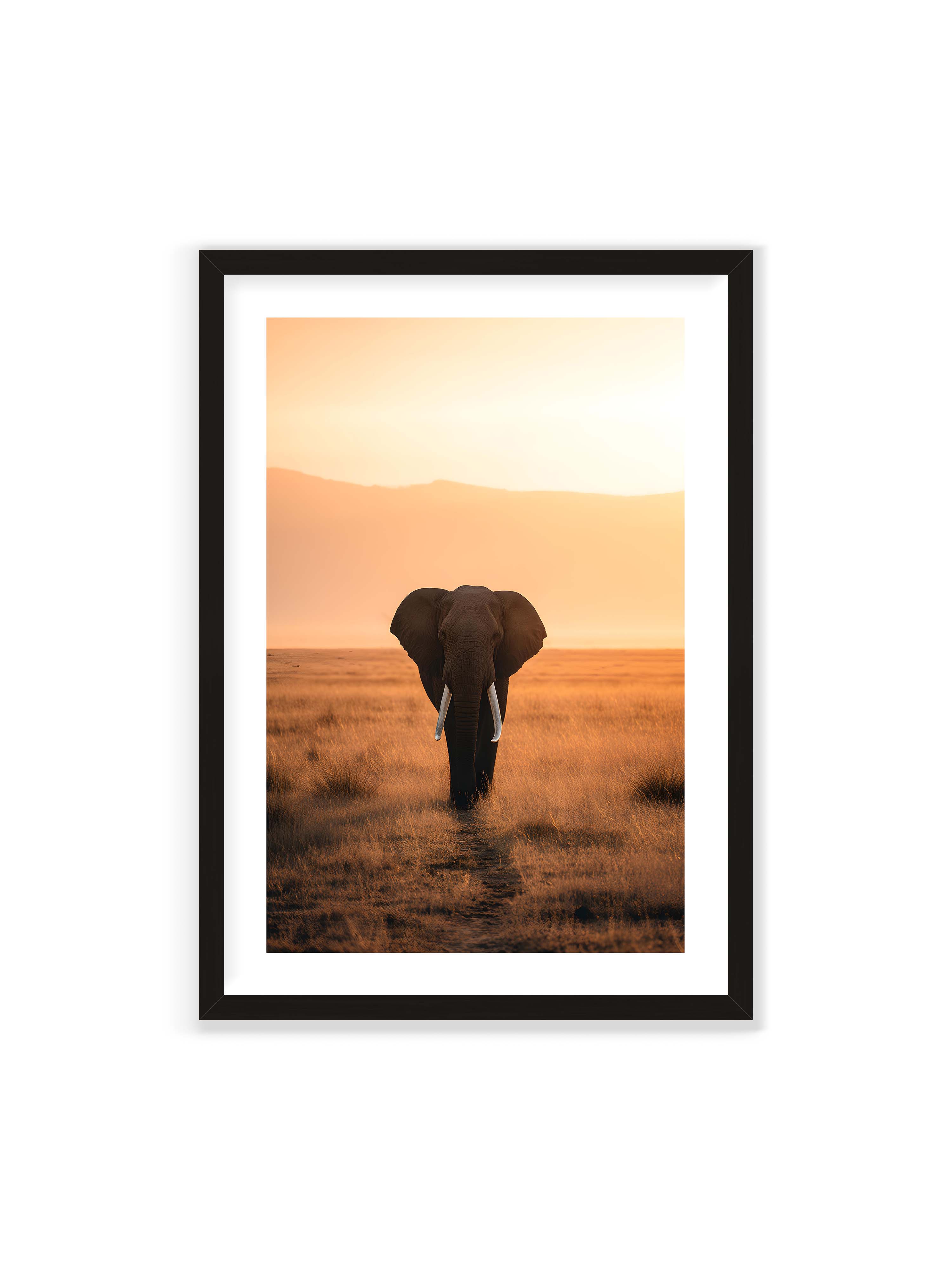 70x100 cm mit weißem Galerie-Rand mit schwarzem Rahmen – Elefant mit langen Stoßzähnen läuft frontal durch hohes Gras der Savanne im warmen Licht.