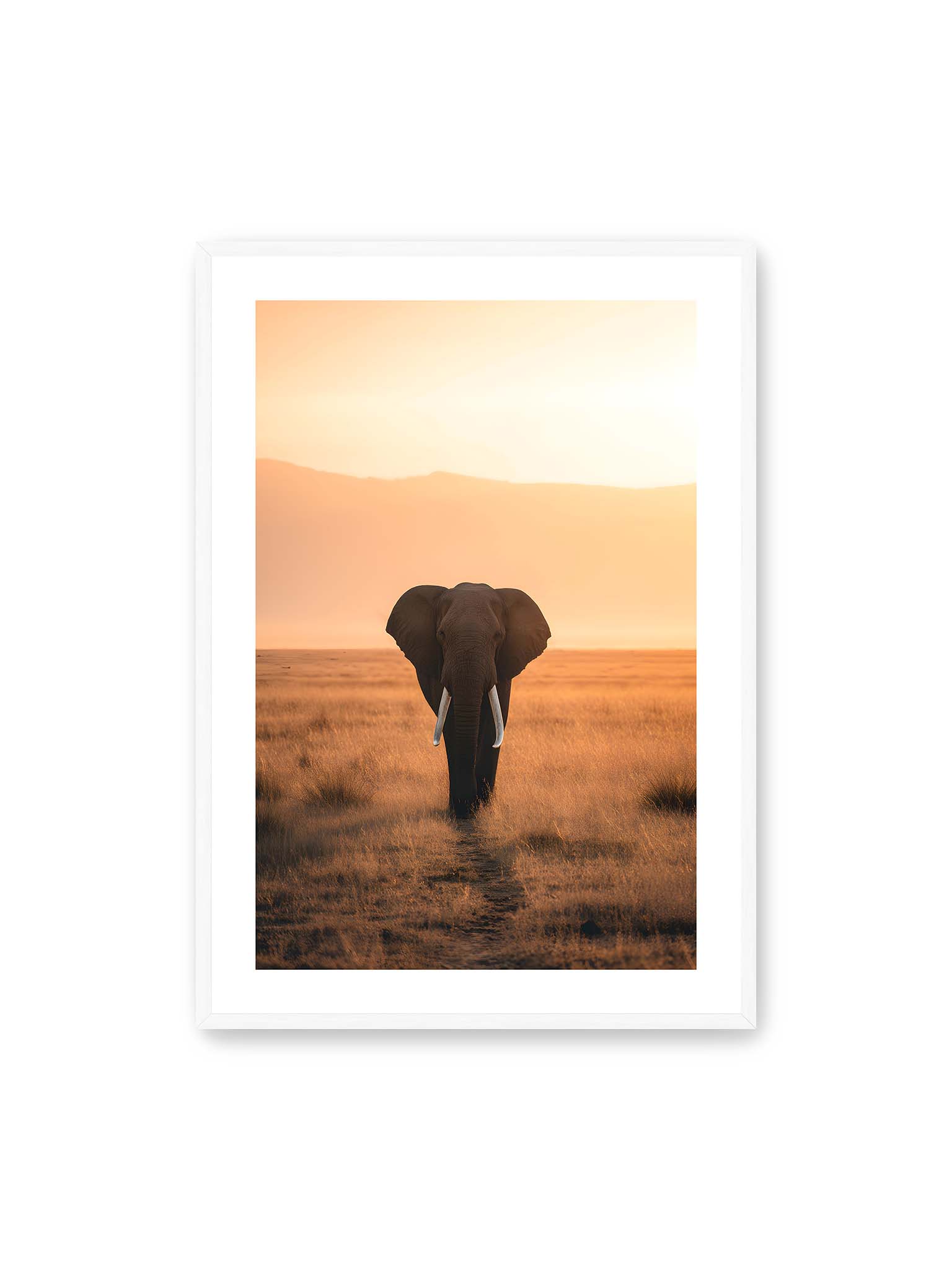 70x100 cm, weißer Galerie-Rand, weißer Rahmen – Elefant mit langen Stoßzähnen läuft frontal durch hohes Gras der Savanne im warmen Licht.