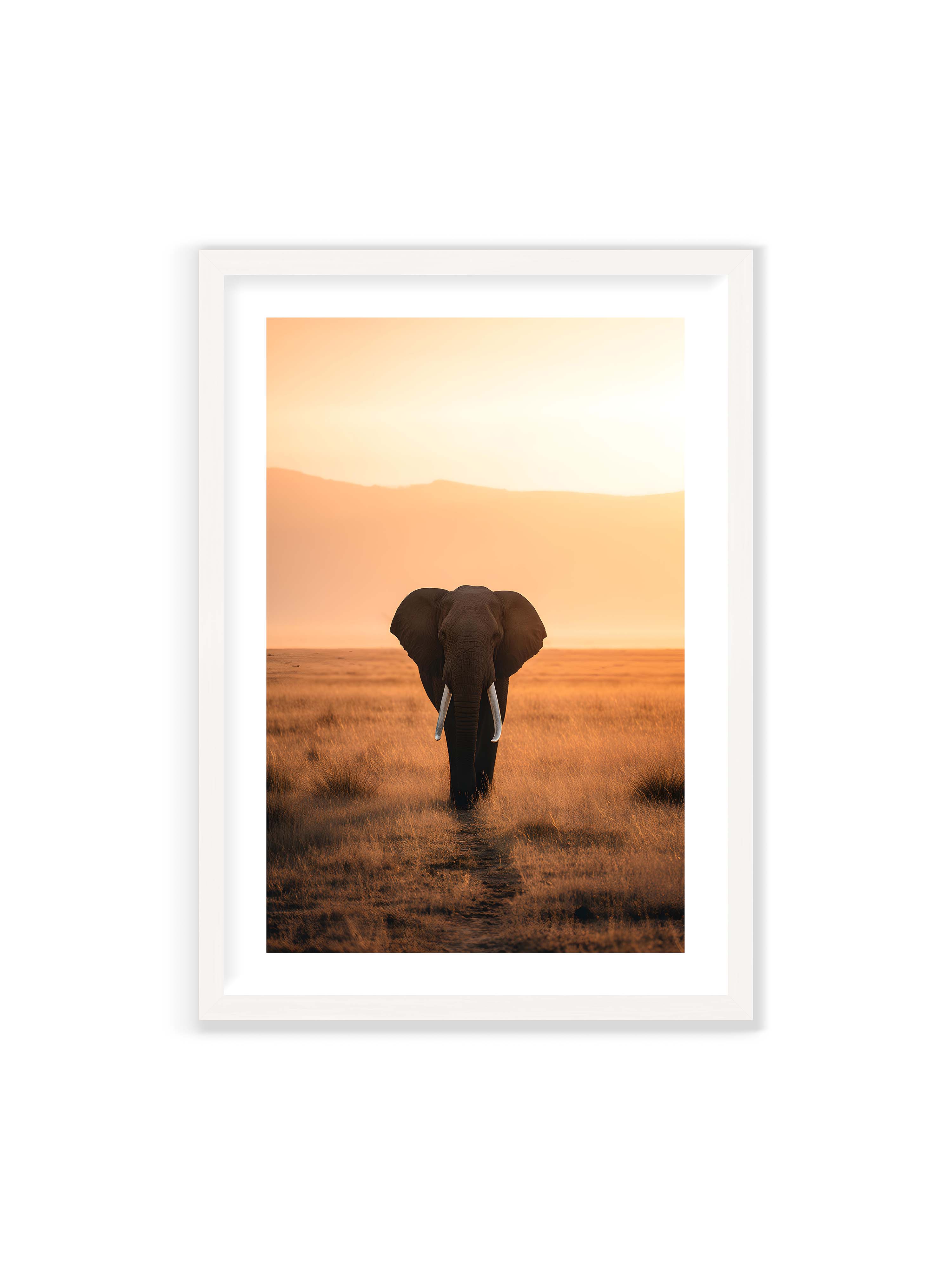 70x100 cm mit weißem Galerie-Rand mit weißem Rahmen – Elefant mit langen Stoßzähnen läuft frontal durch hohes Gras der Savanne im warmen Licht.