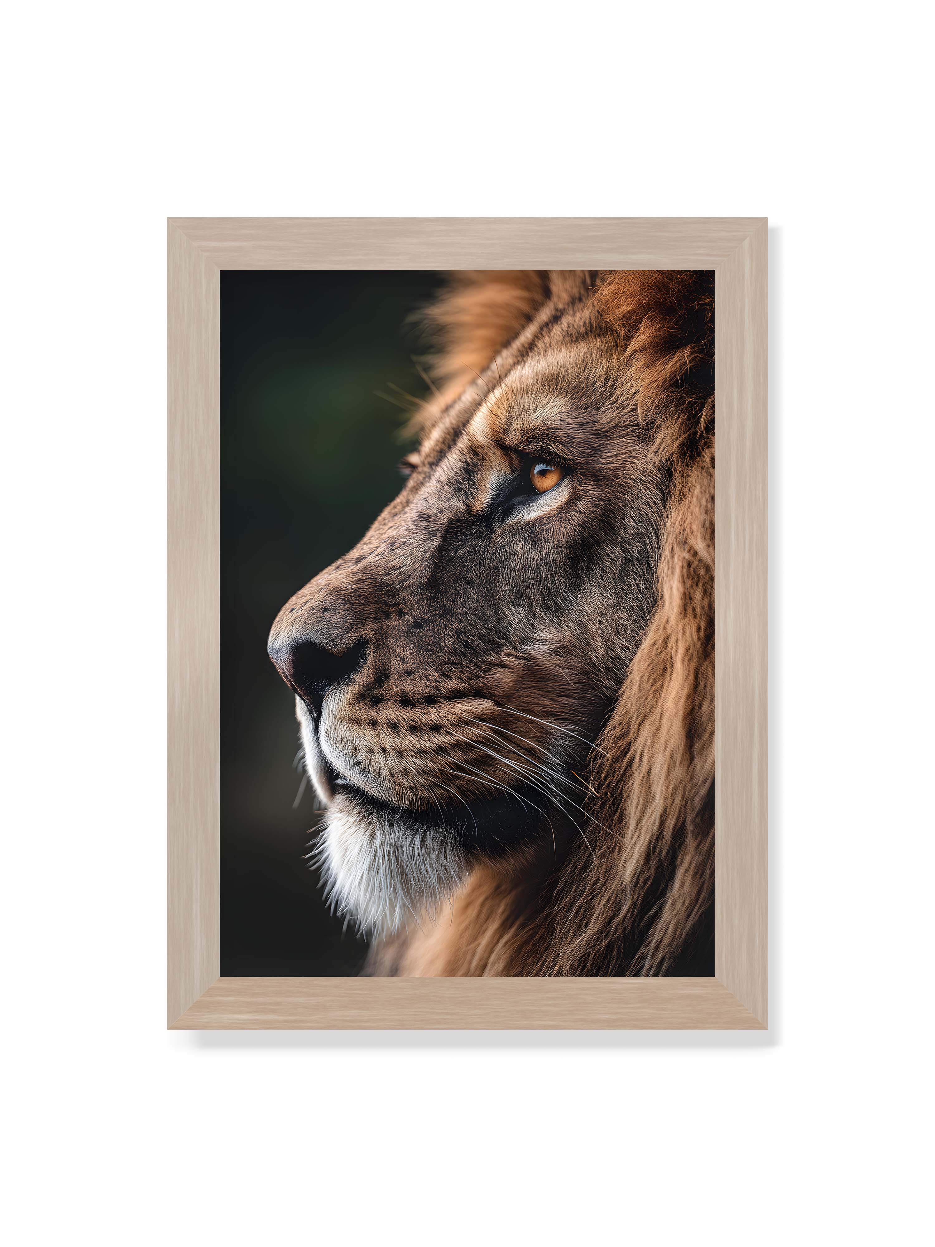 21x30 cm ohne Galerie-Rand im Eichenrahmen – Profil eines Löwen mit dichter Mähne und ruhigem Blick vor dunklem Hintergrund, warmes Licht betont Fell und Gesichtszüge.