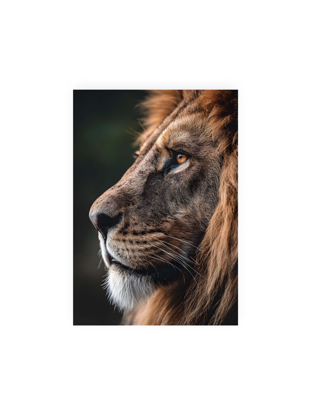 21x30 cm ohne Galerie-Rand ohne Rahmen – Profil eines Löwen mit dichter Mähne und ruhigem Blick vor dunklem Hintergrund, warmes Licht betont Fell und Gesichtszüge.