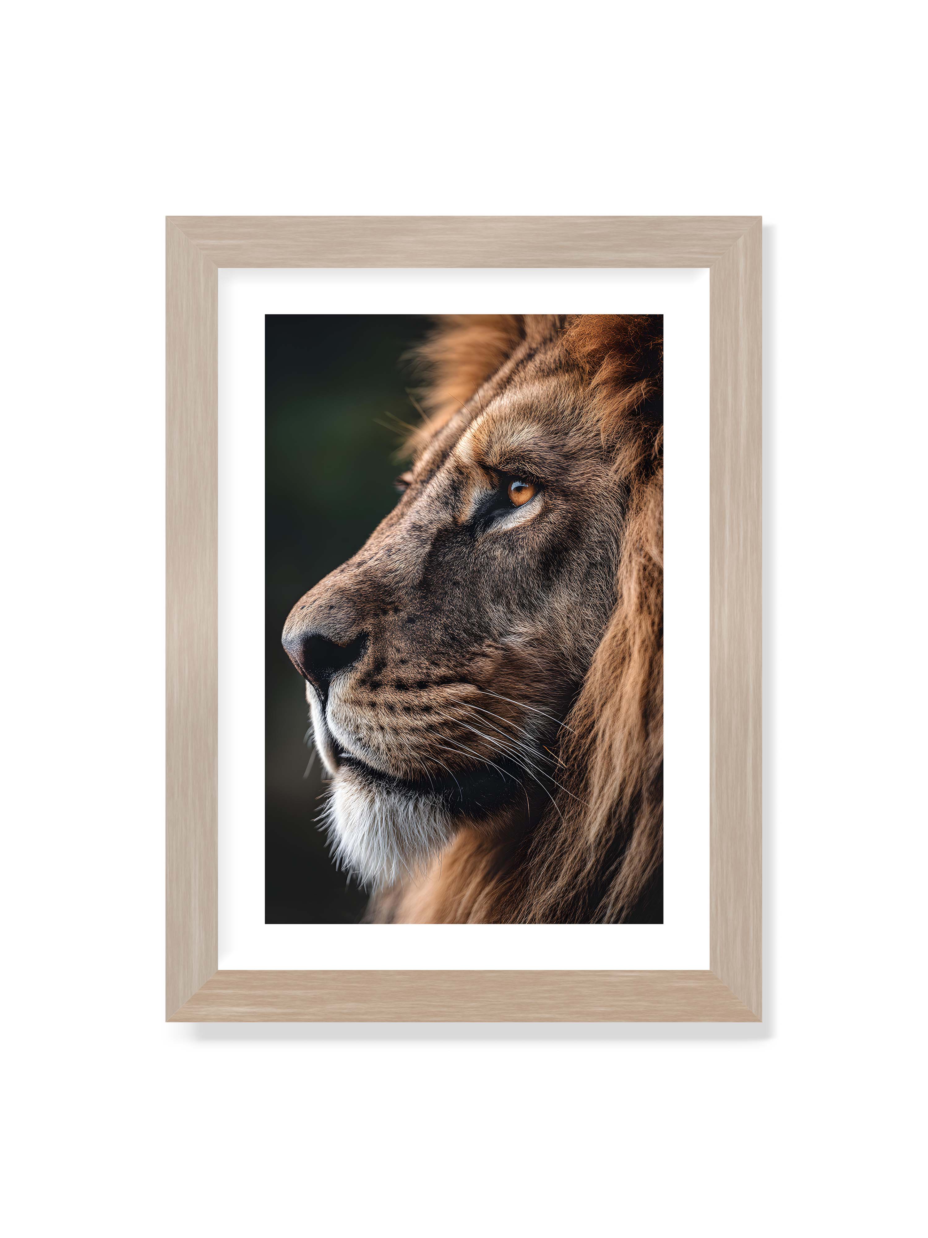 21x30 cm mit weißem Galerie-Rand im Eichenrahmen – Profil eines Löwen mit dichter Mähne und ruhigem Blick vor dunklem Hintergrund, warmes Licht betont Fell und Gesichtszüge.