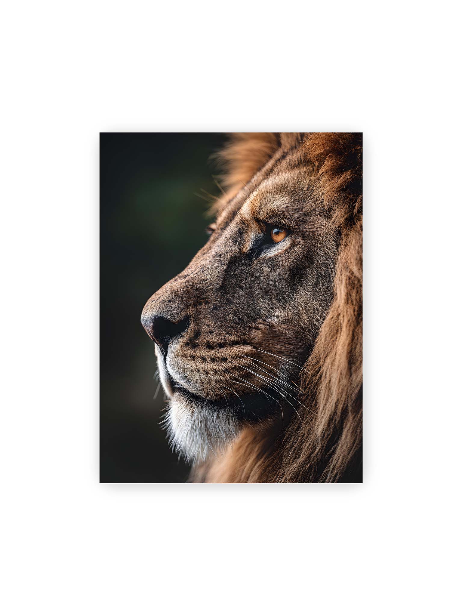 30x40 cm – Profil eines Löwen mit dichter Mähne und ruhigem Blick vor dunklem Hintergrund, warmes Licht betont Fell und Gesichtszüge.