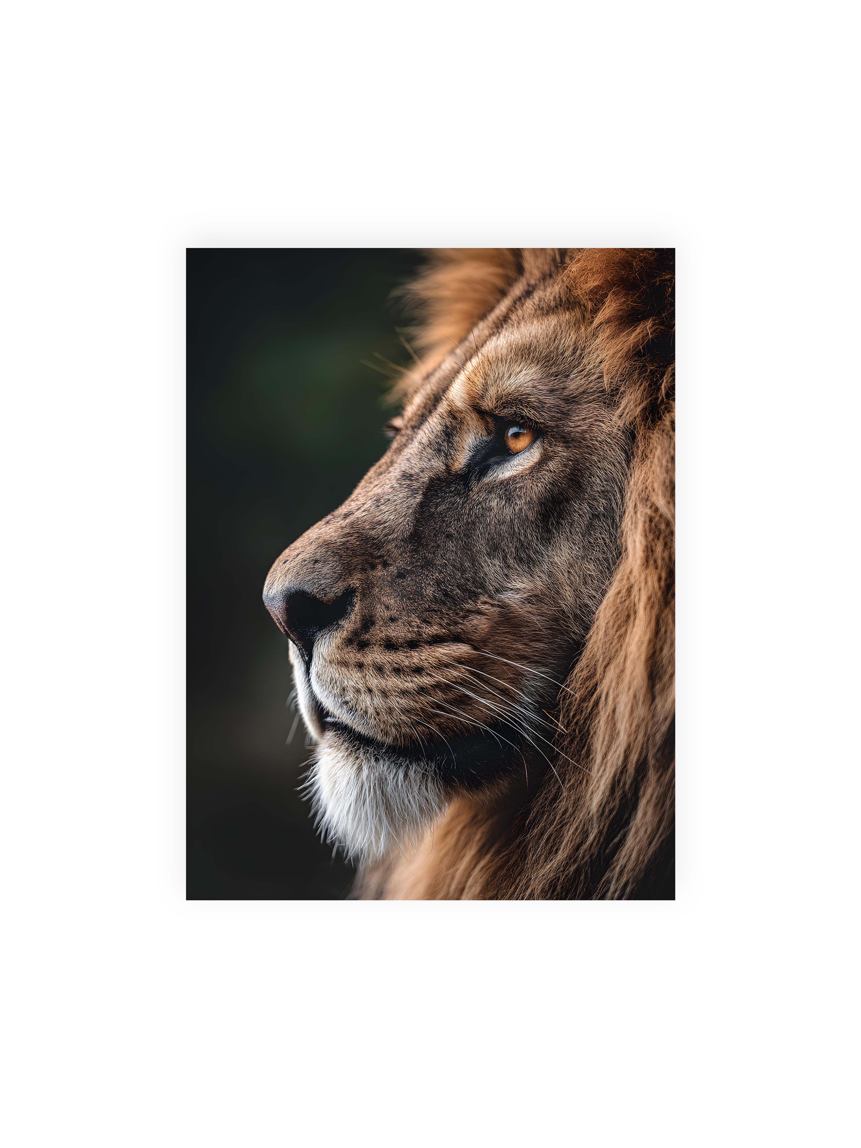 30x40 cm ohne Galerie-Rand ohne Rahmen – Profil eines Löwen mit dichter Mähne und ruhigem Blick vor dunklem Hintergrund, warmes Licht betont Fell und Gesichtszüge.
