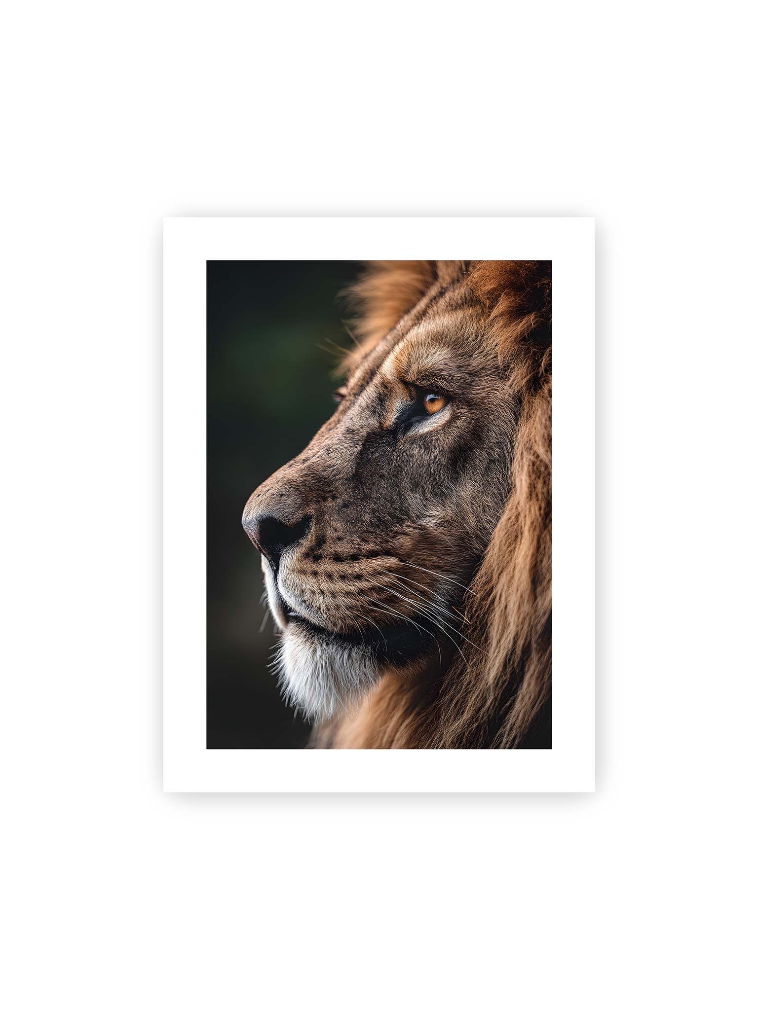 30x40 cm, weißer Galerie-Rand – Profil eines Löwen mit dichter Mähne und ruhigem Blick vor dunklem Hintergrund, warmes Licht betont Fell und Gesichtszüge.