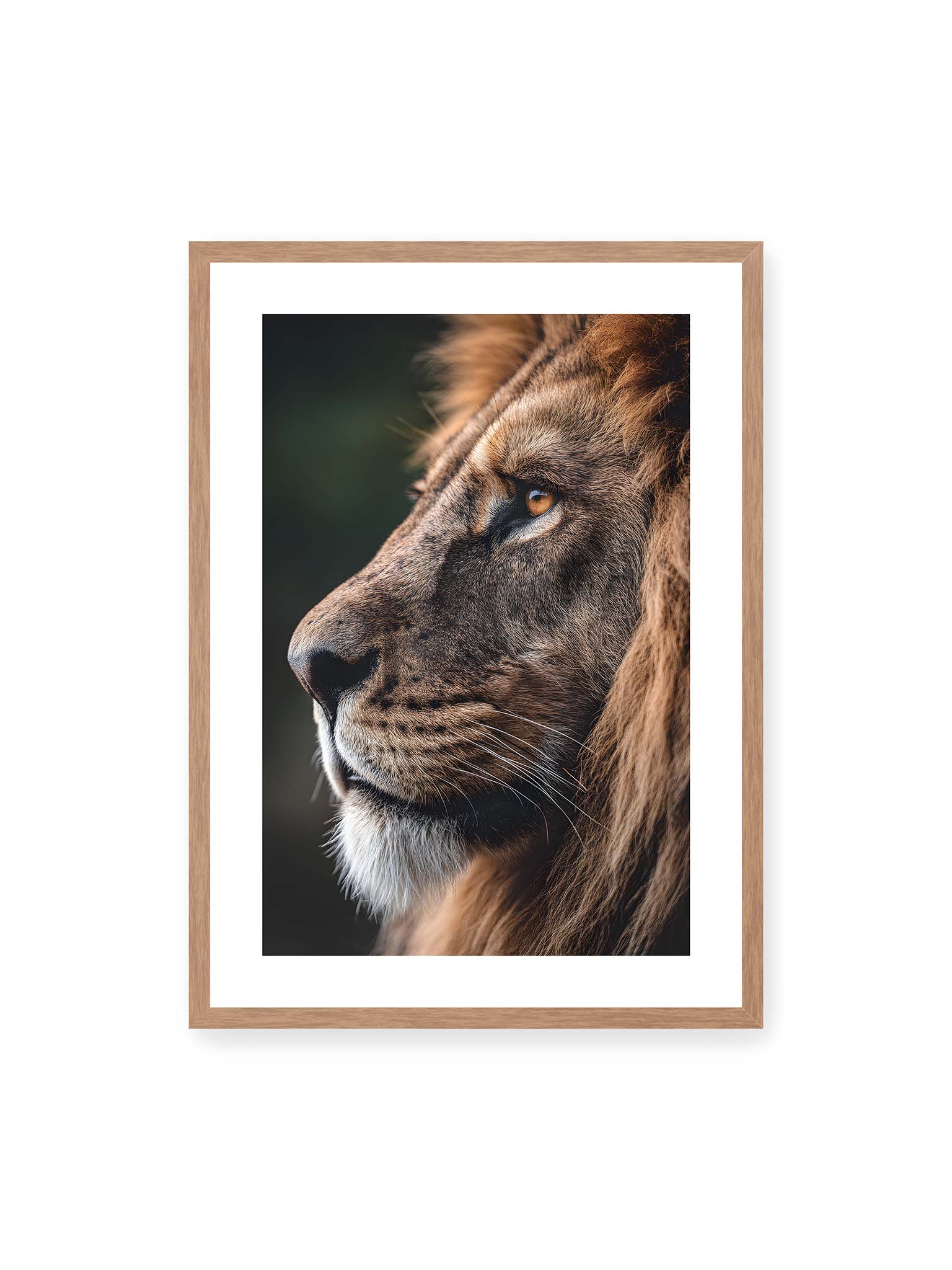 50x70 cm, weißer Galerie-Rand, Eichenrahmen – Profil eines Löwen mit dichter Mähne und ruhigem Blick vor dunklem Hintergrund, warmes Licht betont Fell und Gesichtszüge.