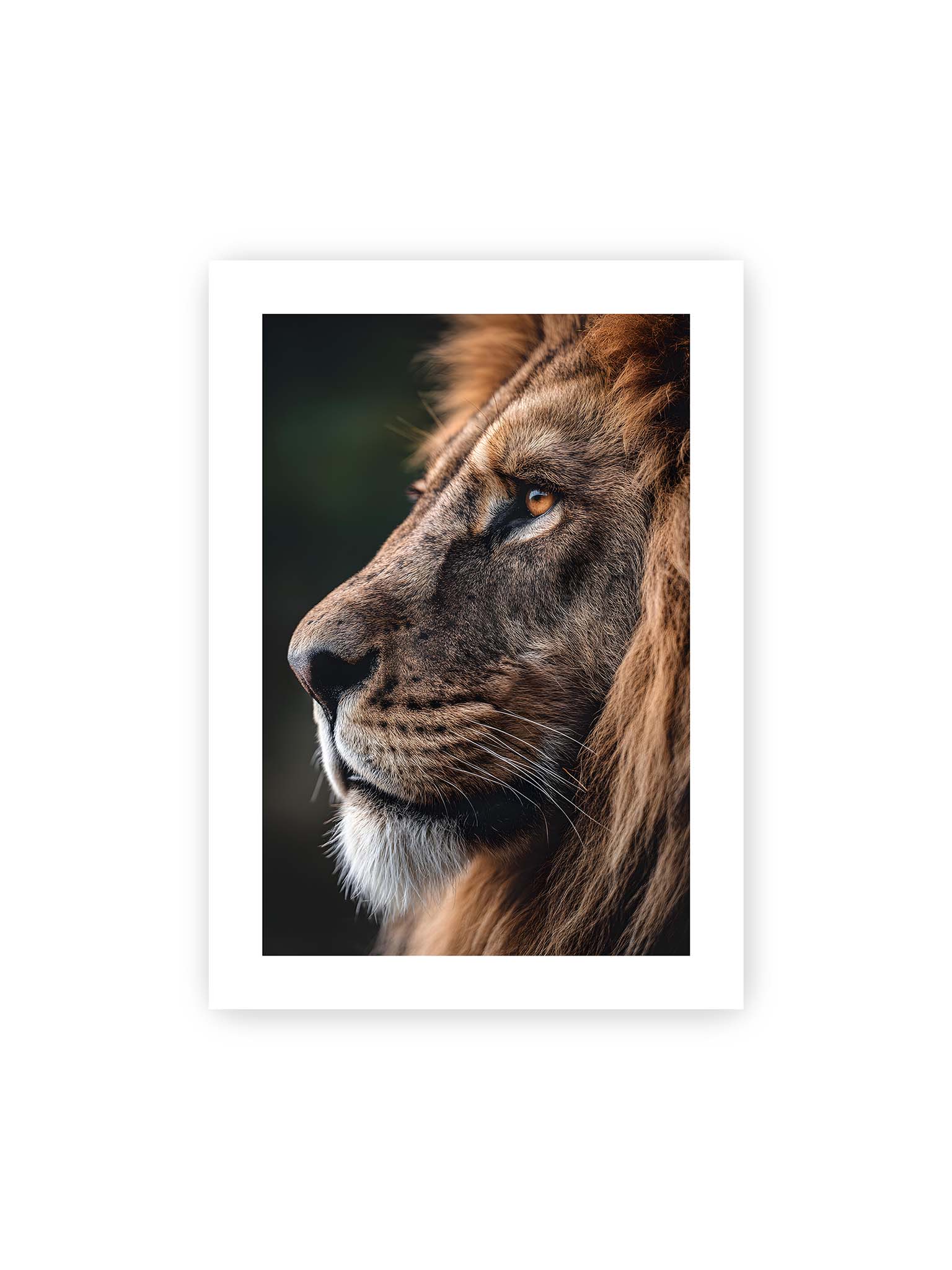 50x70 cm, weißer Galerie-Rand – Profil eines Löwen mit dichter Mähne und ruhigem Blick vor dunklem Hintergrund, warmes Licht betont Fell und Gesichtszüge.