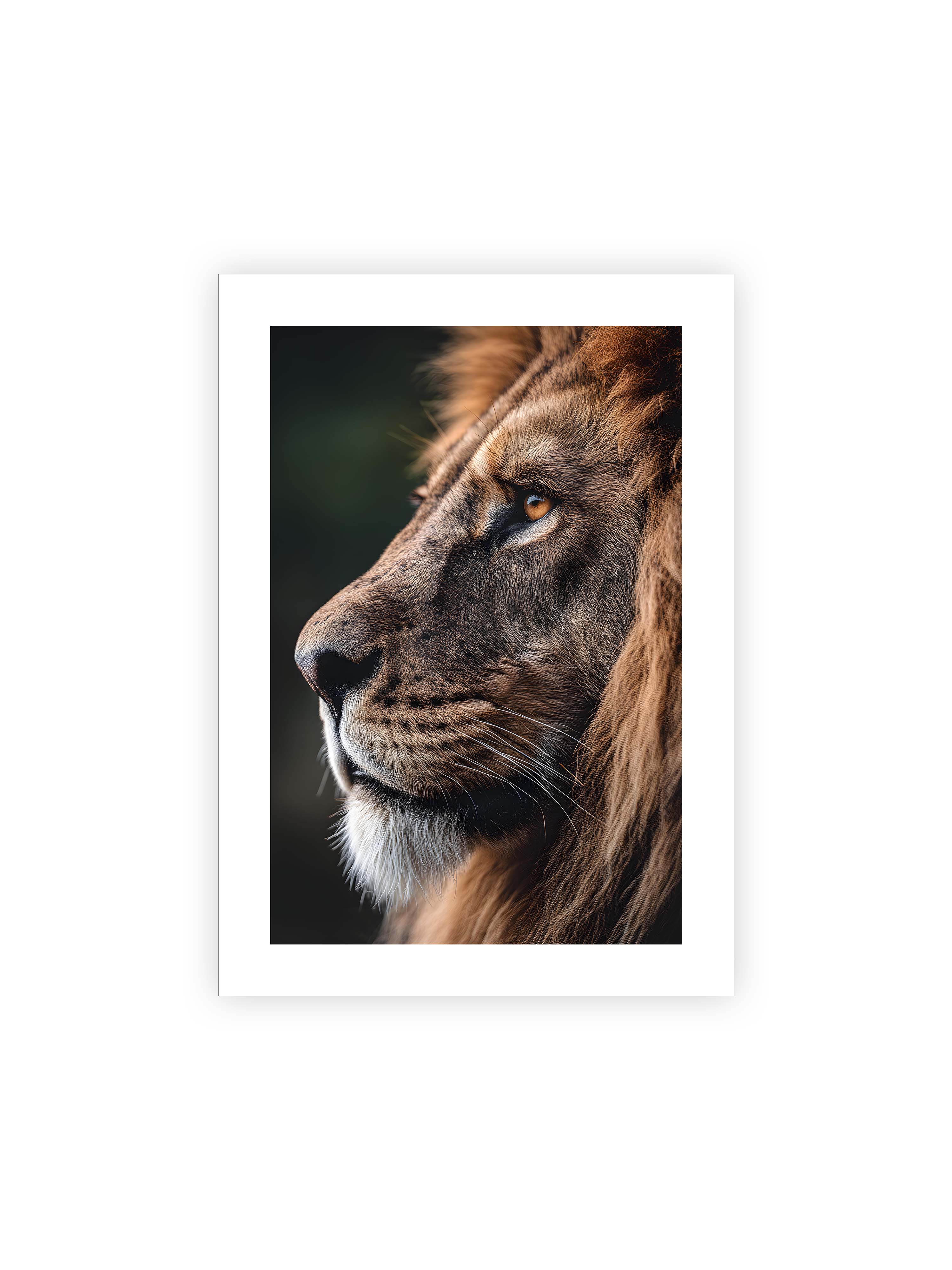 50x70 cm mit weißem Galerie-Rand ohne Rahmen – Profil eines Löwen mit dichter Mähne und ruhigem Blick vor dunklem Hintergrund, warmes Licht betont Fell und Gesichtszüge.