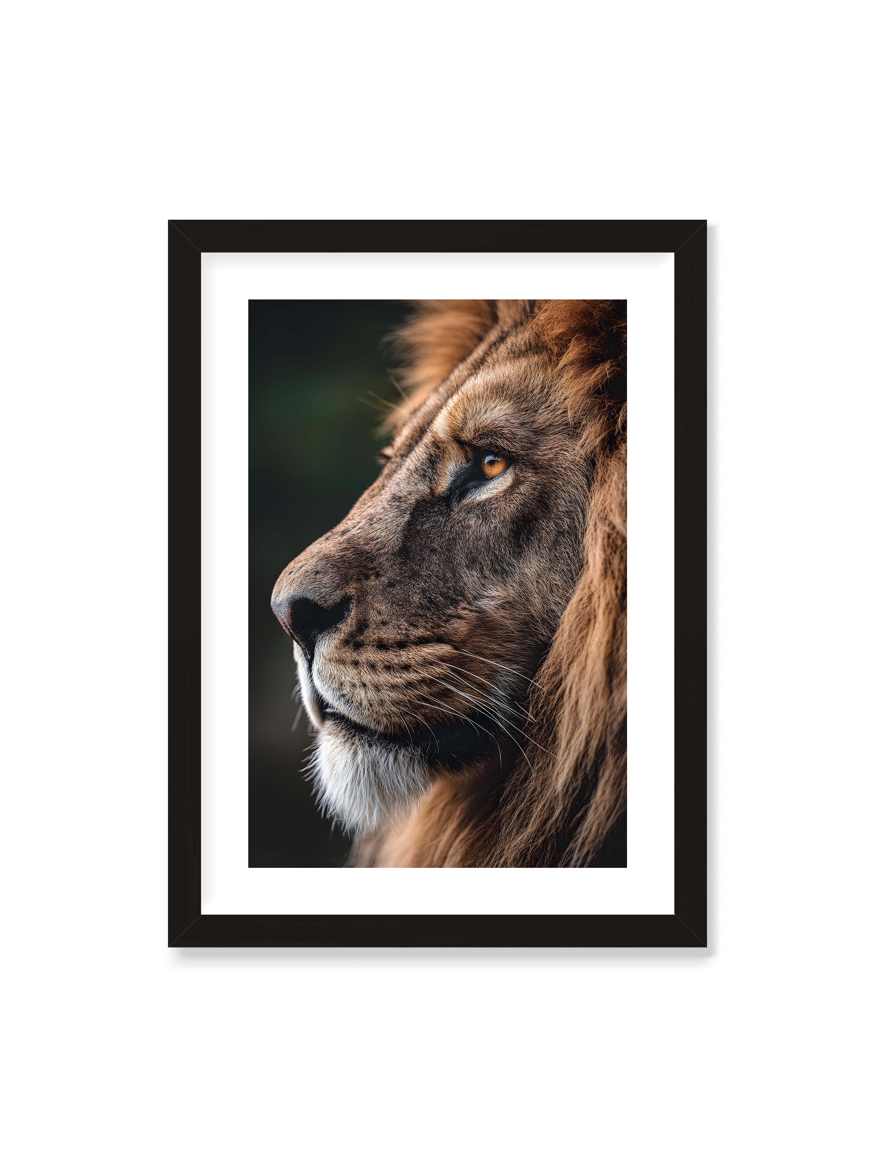 50x70 cm mit weißem Galerie-Rand mit schwarzem Rahmen – Profil eines Löwen mit dichter Mähne und ruhigem Blick vor dunklem Hintergrund, warmes Licht betont Fell und Gesichtszüge.
