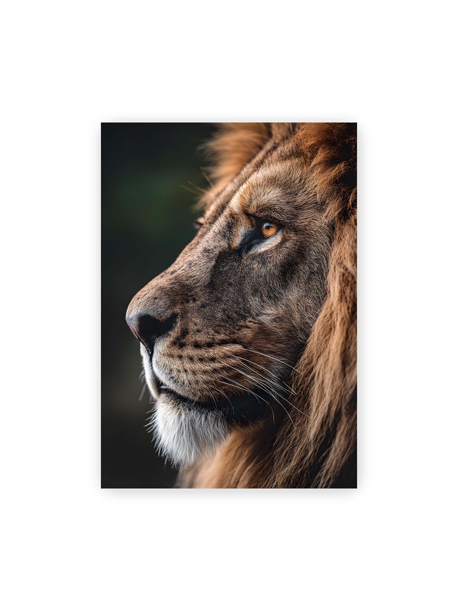 70x100 cm – Profil eines Löwen mit dichter Mähne und ruhigem Blick vor dunklem Hintergrund, warmes Licht betont Fell und Gesichtszüge.
