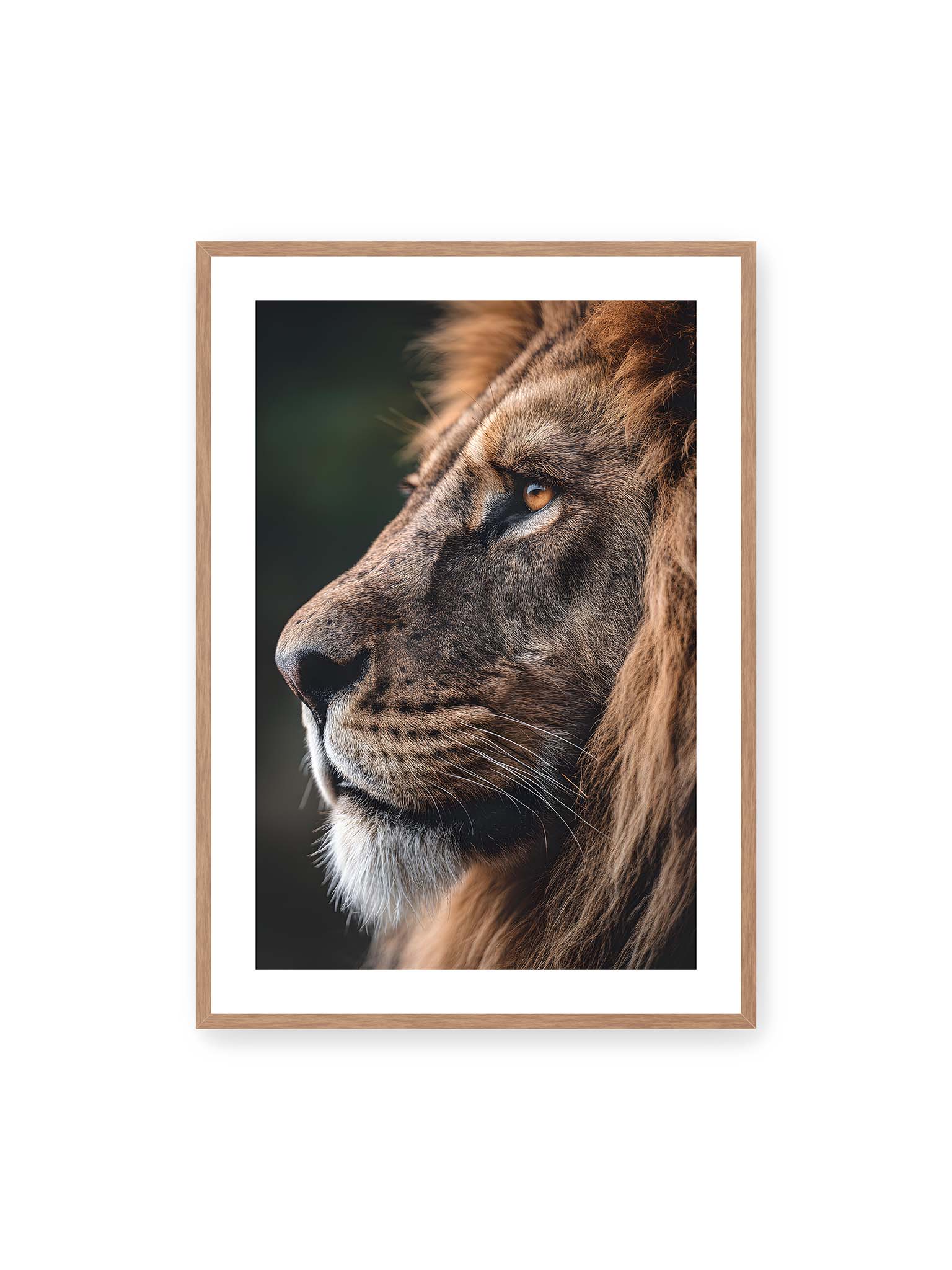 70x100 cm, weißer Galerie-Rand, Eichenrahmen – Profil eines Löwen mit dichter Mähne und ruhigem Blick vor dunklem Hintergrund, warmes Licht betont Fell und Gesichtszüge.