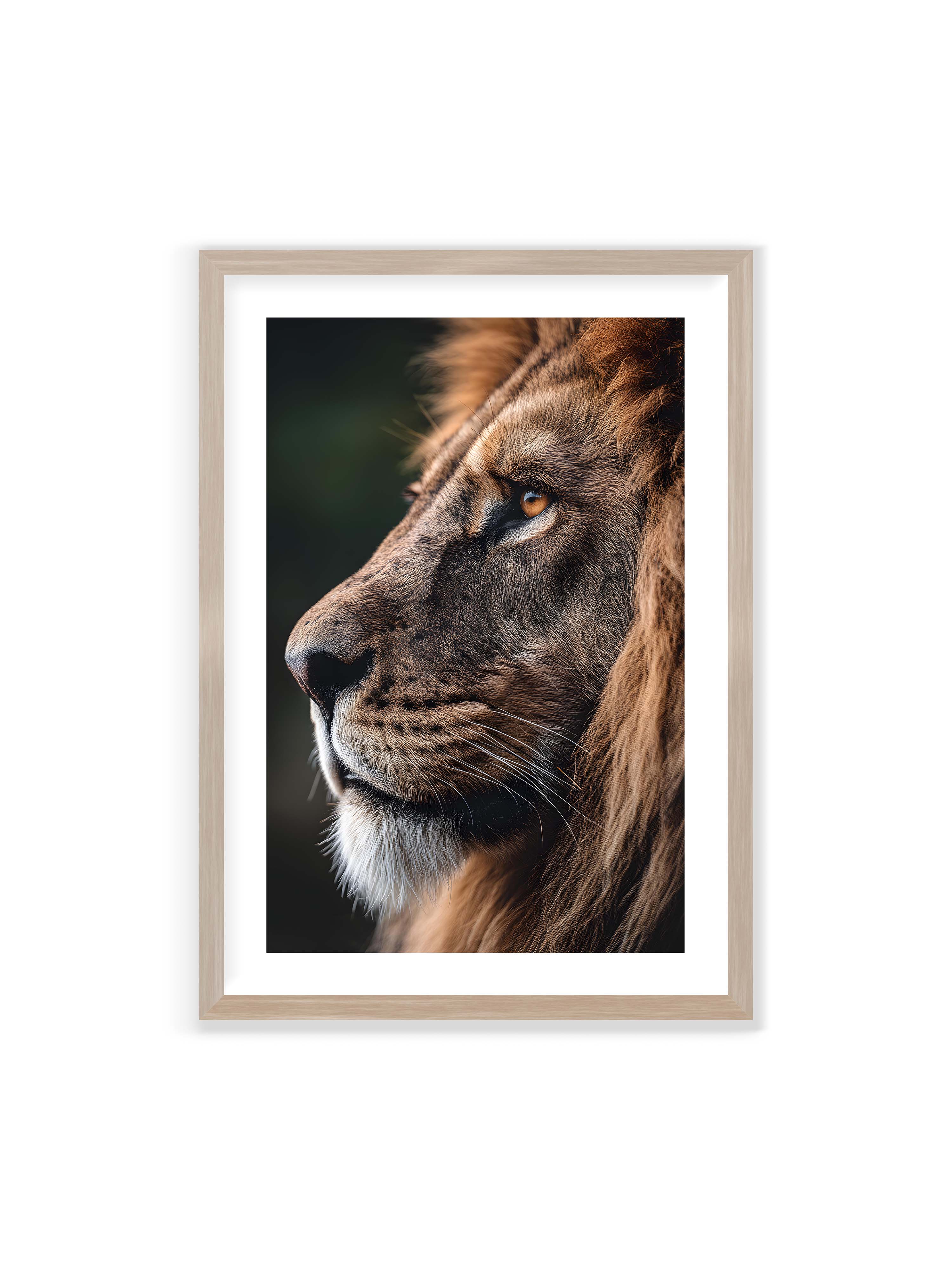 70x100 cm mit weißem Galerie-Rand im Eichenrahmen – Profil eines Löwen mit dichter Mähne und ruhigem Blick vor dunklem Hintergrund, warmes Licht betont Fell und Gesichtszüge.