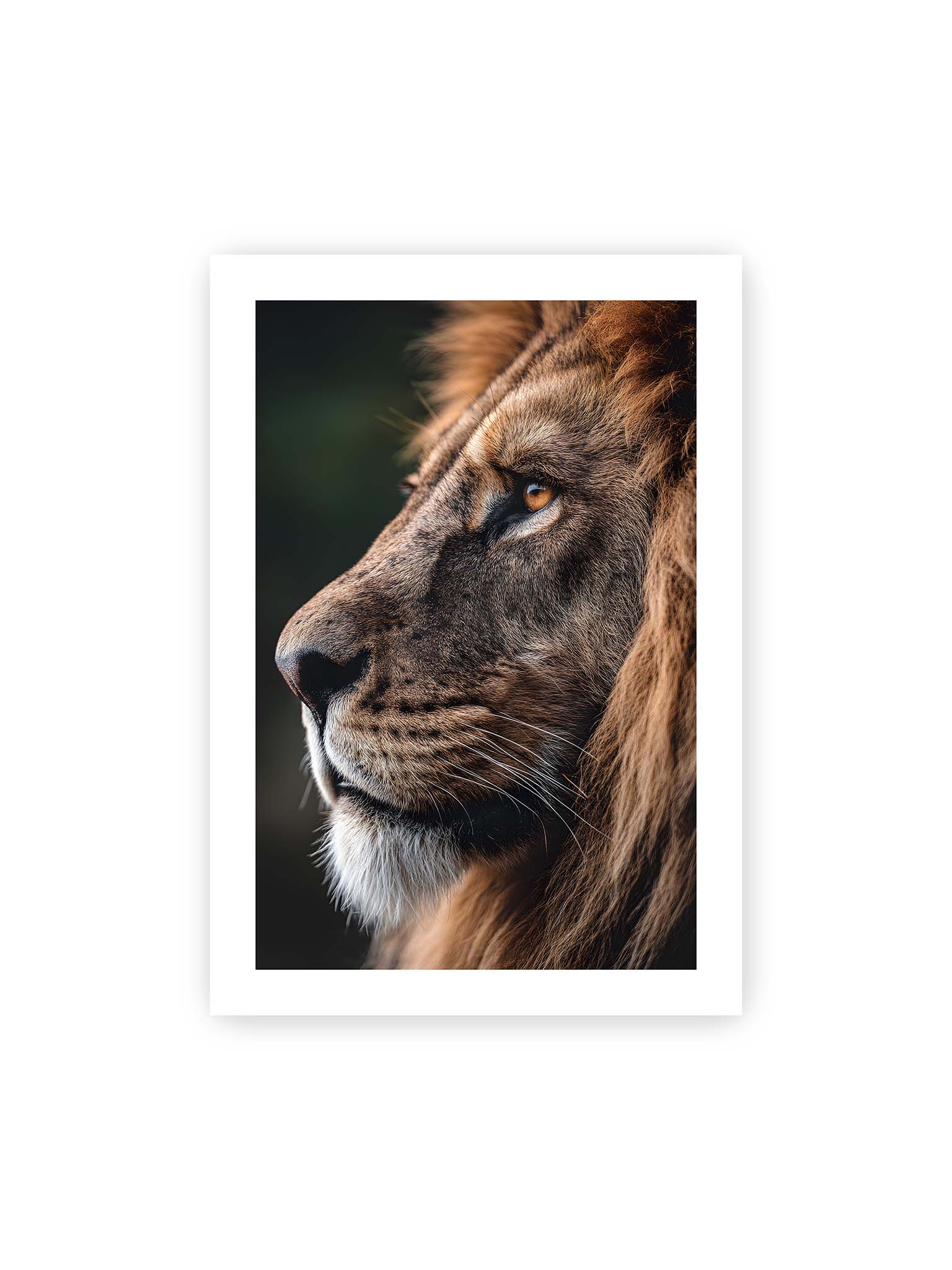 70x100 cm, weißer Galerie-Rand – Profil eines Löwen mit dichter Mähne und ruhigem Blick vor dunklem Hintergrund, warmes Licht betont Fell und Gesichtszüge.