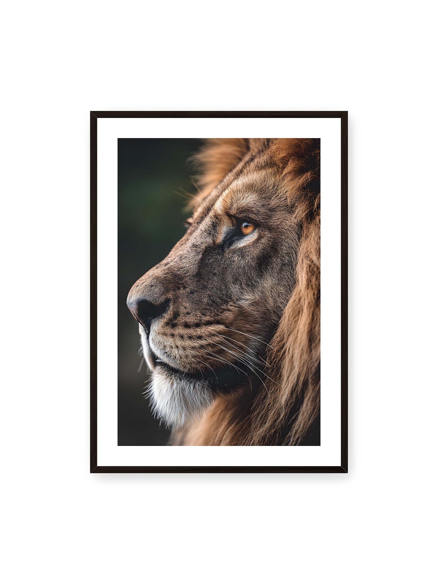 70x100 cm, weißer Galerie-Rand, schwarzer Rahmen – Profil eines Löwen mit dichter Mähne und ruhigem Blick vor dunklem Hintergrund, warmes Licht betont Fell und Gesichtszüge.