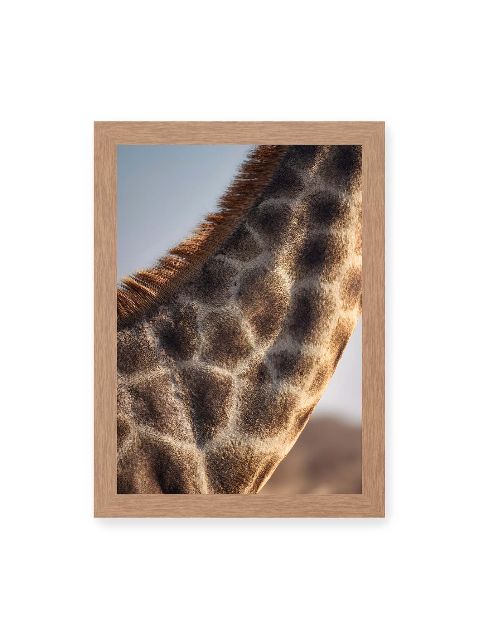 21x30 cm, Eichenrahmen – Nahaufnahme eines Giraffenfells mit charakteristischem Muster in warmen Brauntönen und natürlicher Textur.