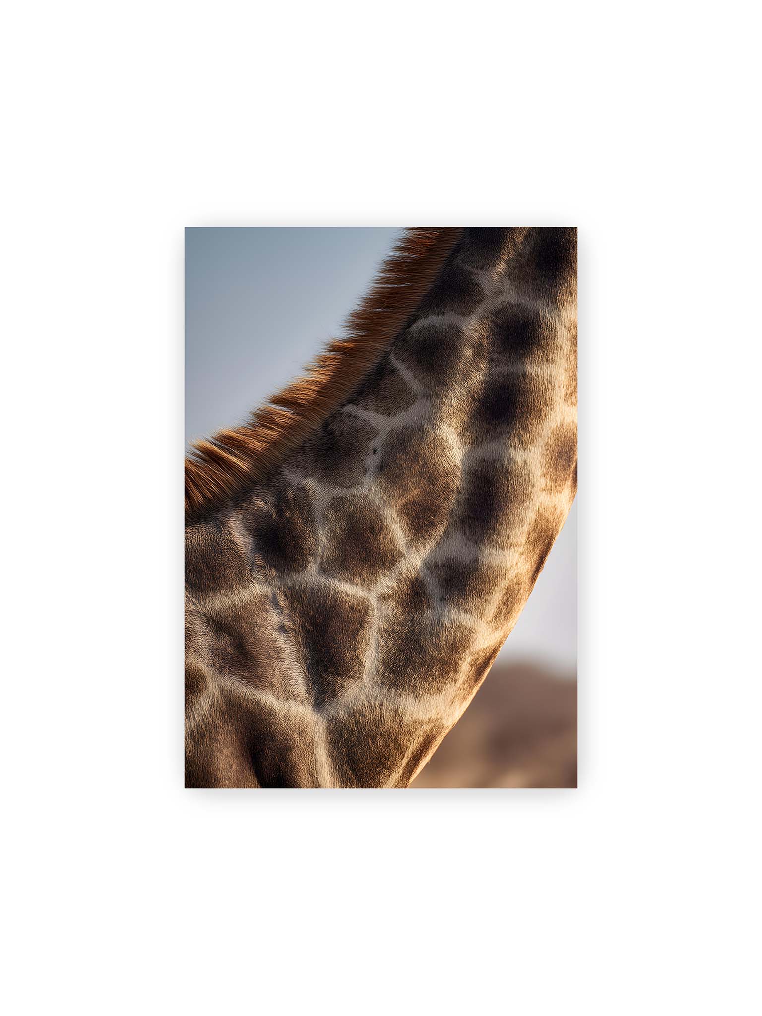 21x30 cm – Nahaufnahme eines Giraffenfells mit charakteristischem Muster in warmen Brauntönen und natürlicher Textur.