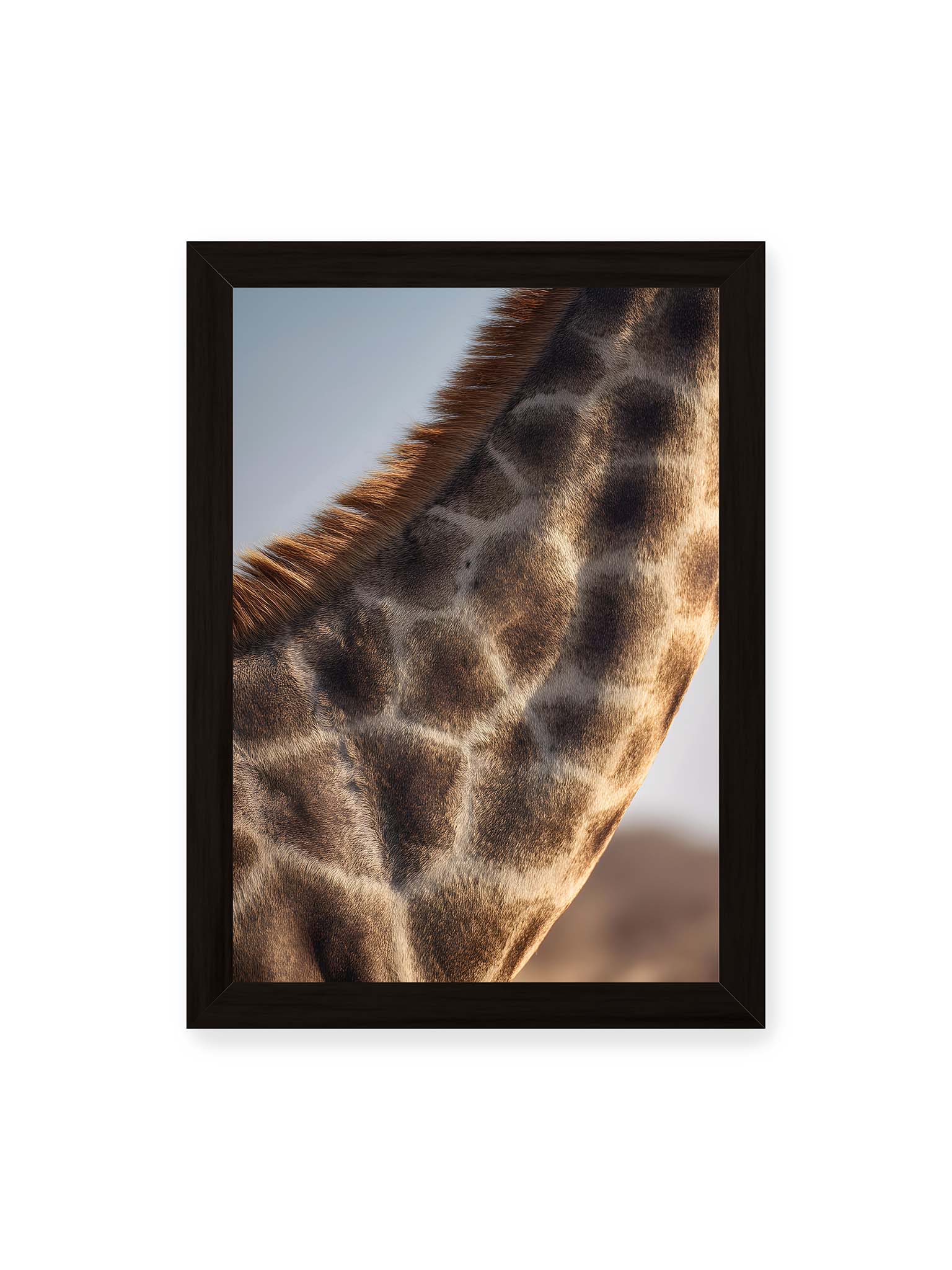 21x30 cm, schwarzer Rahmen – Nahaufnahme eines Giraffenfells mit charakteristischem Muster in warmen Brauntönen und natürlicher Textur.