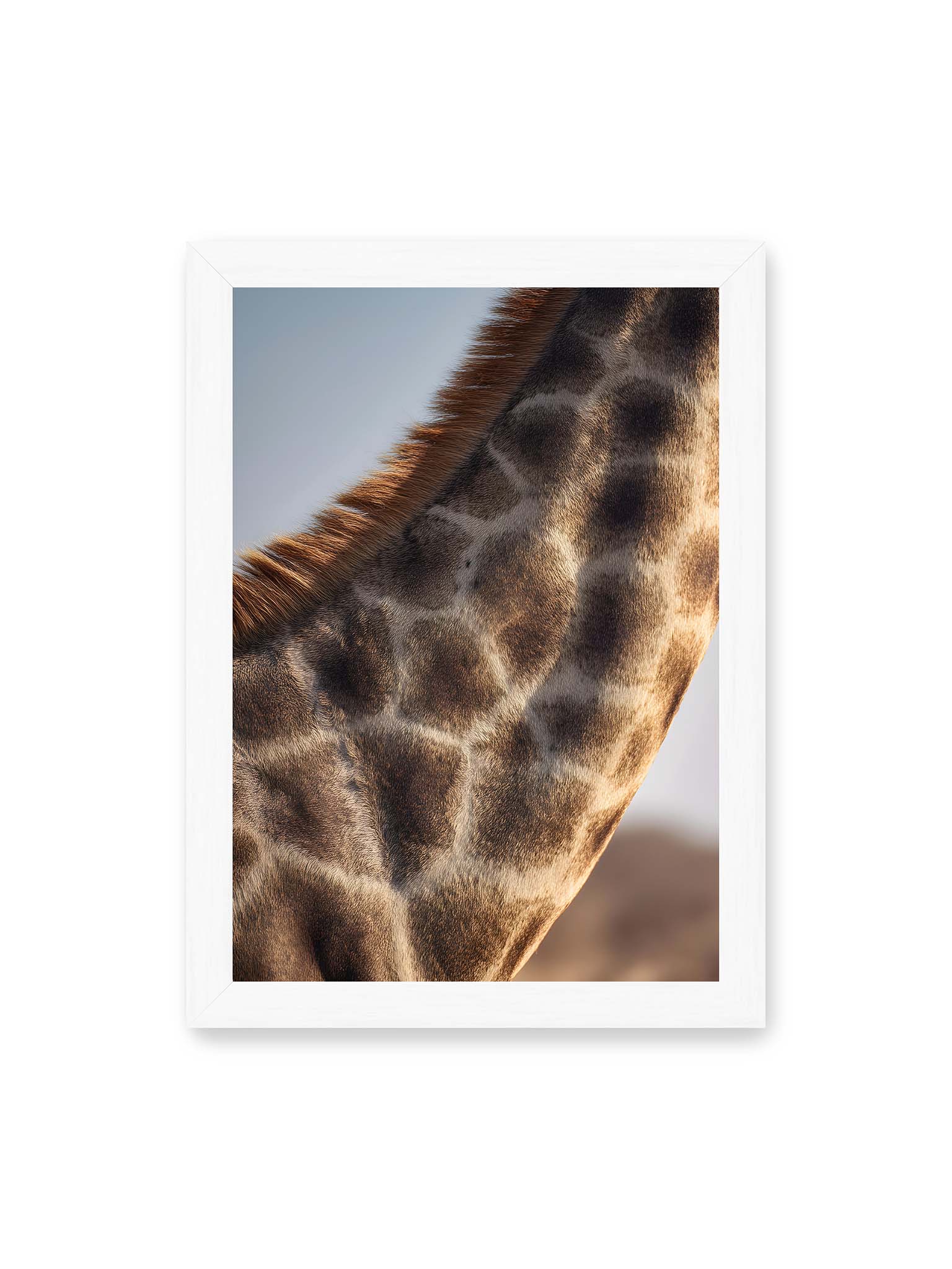 21x30 cm, weißer Rahmen – Nahaufnahme eines Giraffenfells mit charakteristischem Muster in warmen Brauntönen und natürlicher Textur.
