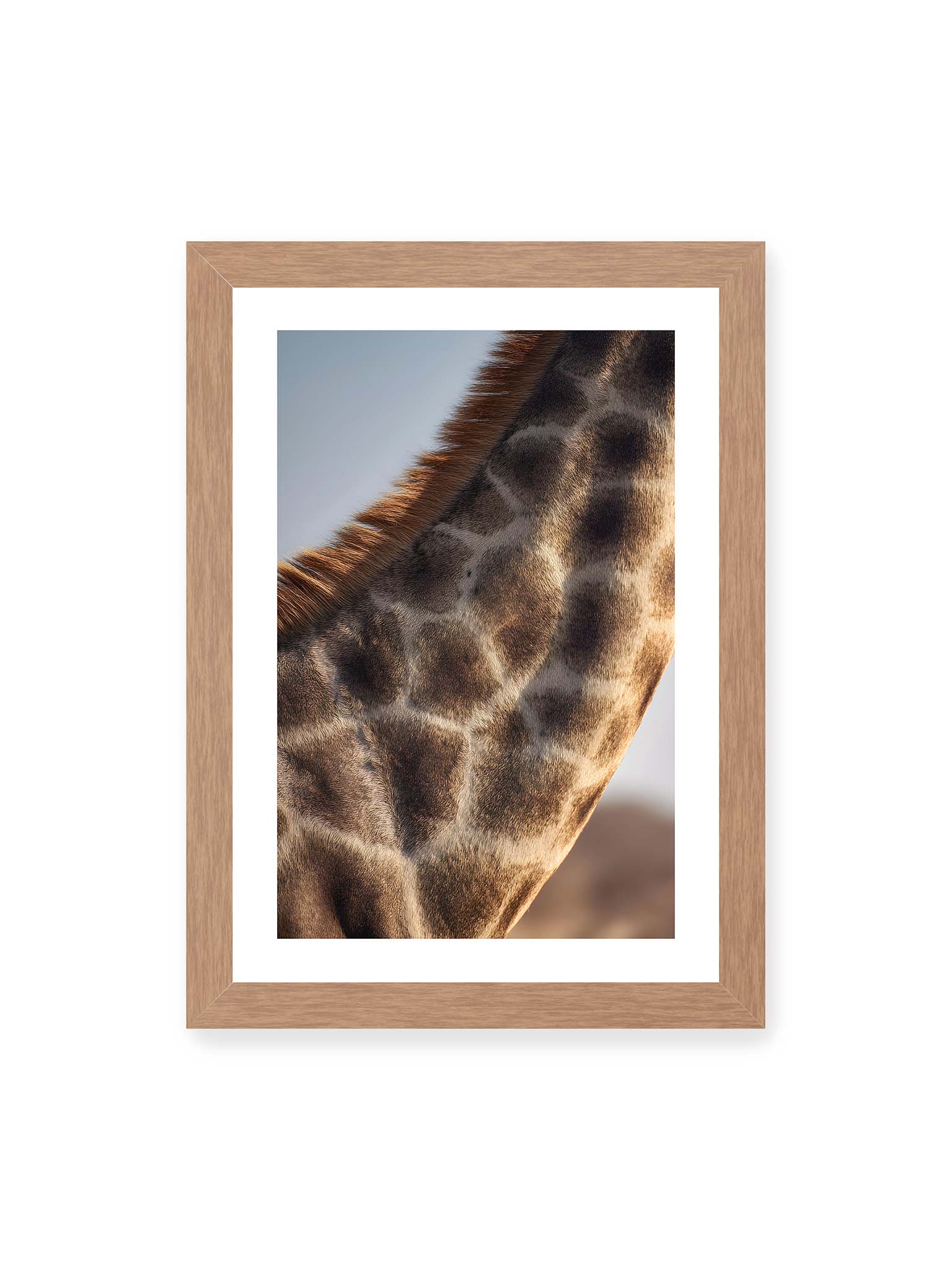 21x30 cm, weißer Galerie-Rand, Eichenrahmen – Nahaufnahme eines Giraffenfells mit charakteristischem Muster in warmen Brauntönen und natürlicher Textur.