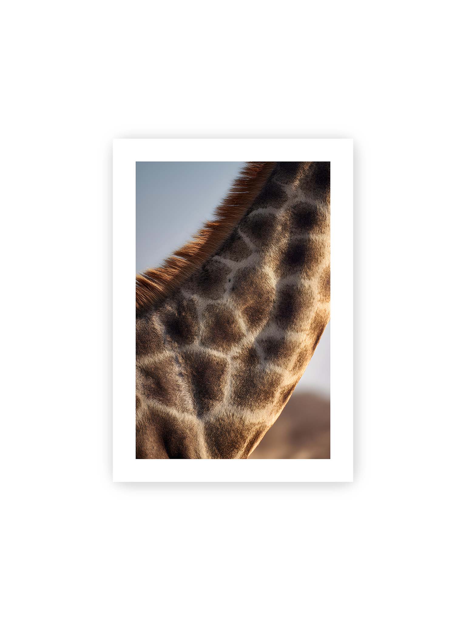 21x30 cm, weißer Galerie-Rand – Nahaufnahme eines Giraffenfells mit charakteristischem Muster in warmen Brauntönen und natürlicher Textur.