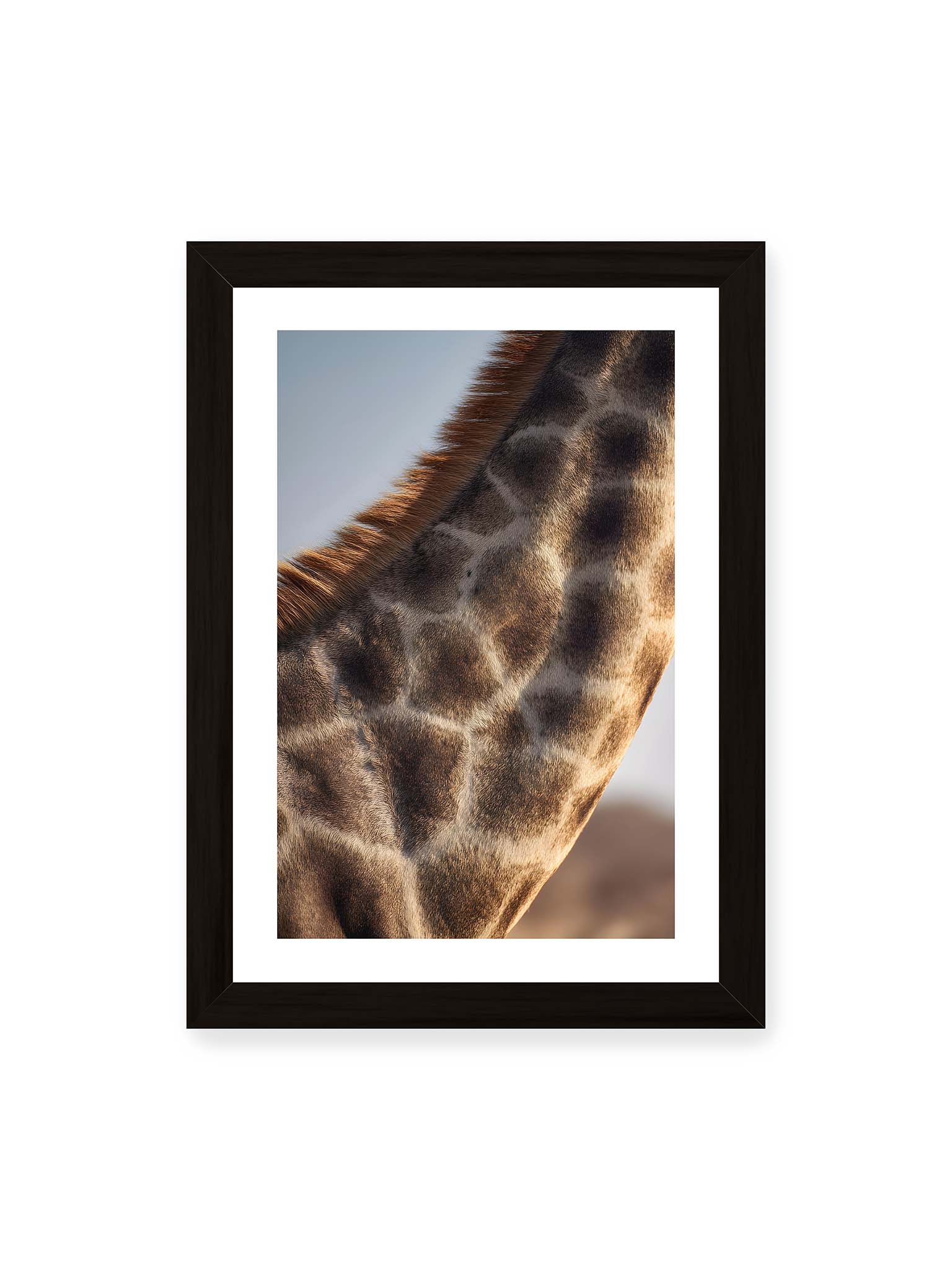 21x30 cm, weißer Galerie-Rand, schwarzer Rahmen – Nahaufnahme eines Giraffenfells mit charakteristischem Muster in warmen Brauntönen und natürlicher Textur.