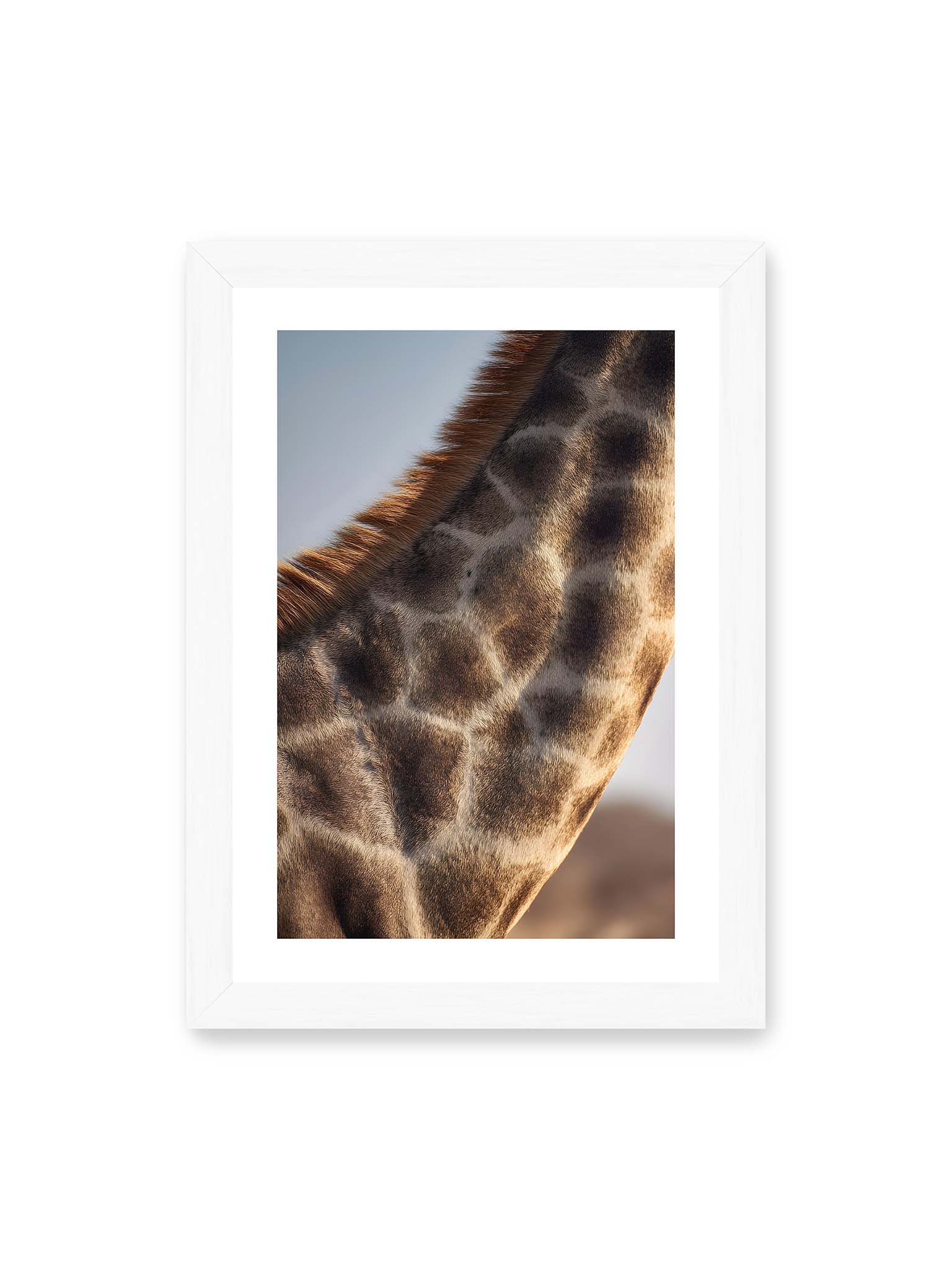 21x30 cm, weißer Galerie-Rand, weißer Rahmen – Nahaufnahme eines Giraffenfells mit charakteristischem Muster in warmen Brauntönen und natürlicher Textur.