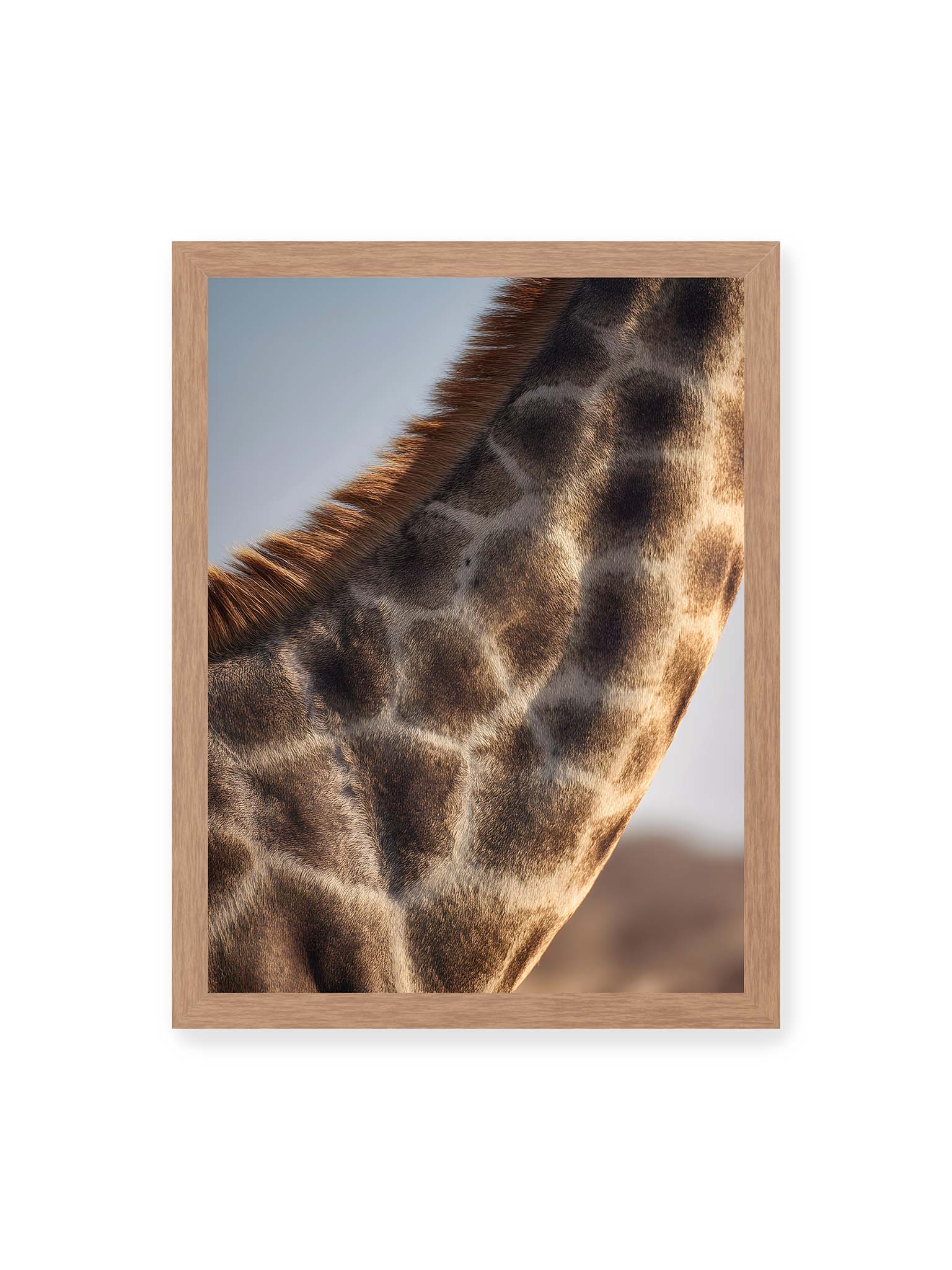30x40 cm, Eichenrahmen – Nahaufnahme eines Giraffenfells mit charakteristischem Muster in warmen Brauntönen und natürlicher Textur.