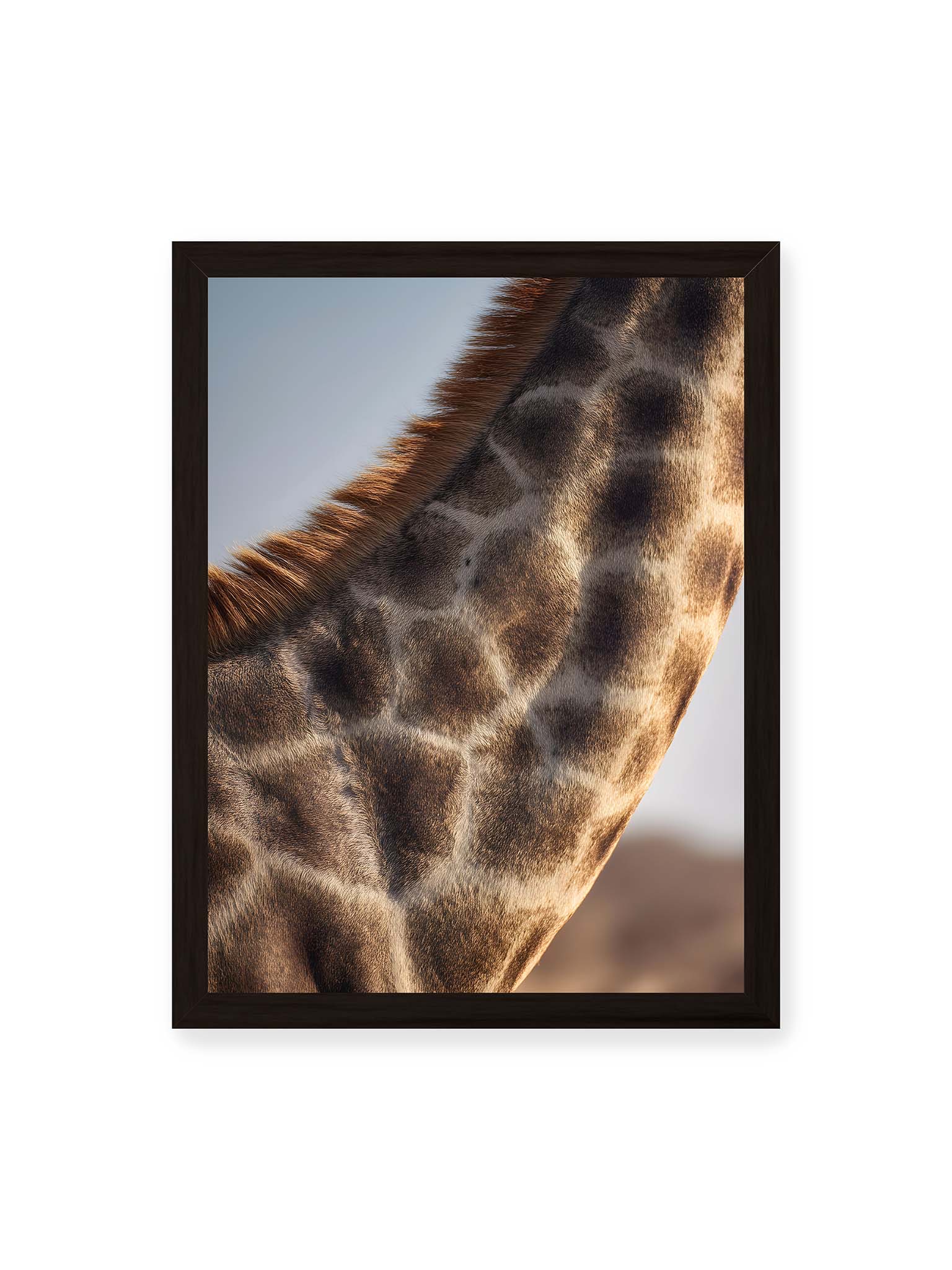 30x40 cm, schwarzer Rahmen – Nahaufnahme eines Giraffenfells mit charakteristischem Muster in warmen Brauntönen und natürlicher Textur.