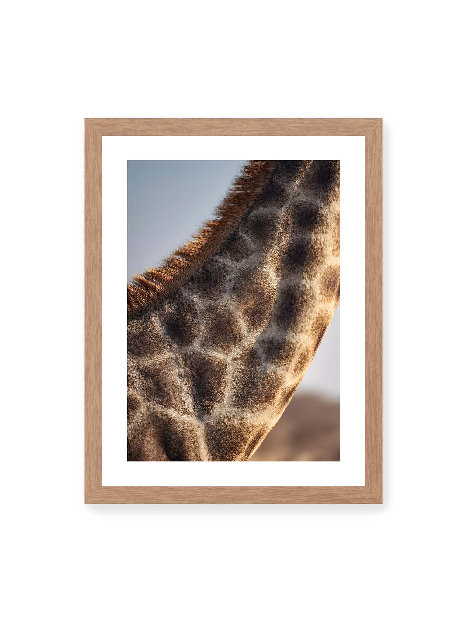 30x40 cm, weißer Galerie-Rand, Eichenrahmen – Nahaufnahme eines Giraffenfells mit charakteristischem Muster in warmen Brauntönen und natürlicher Textur.