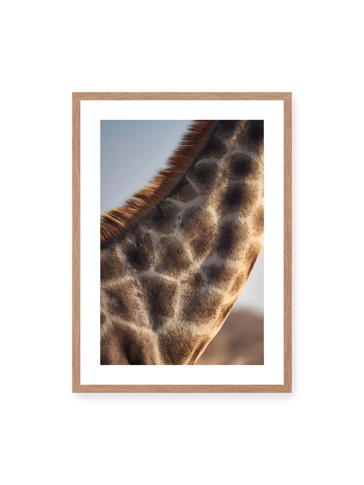 50x70 cm, weißer Galerie-Rand, Eichenrahmen – Nahaufnahme eines Giraffenfells mit charakteristischem Muster in warmen Brauntönen und natürlicher Textur.
