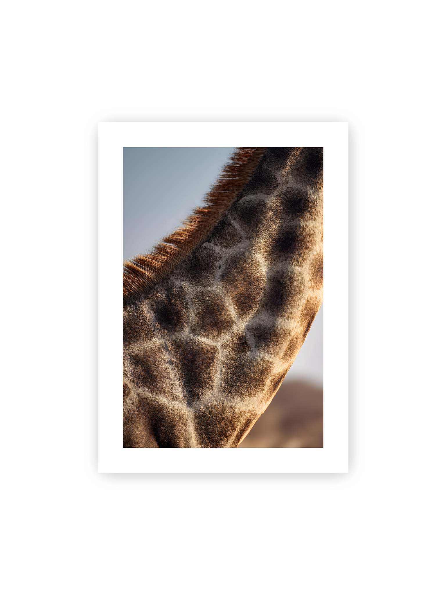 50x70 cm, weißer Galerie-Rand – Nahaufnahme eines Giraffenfells mit charakteristischem Muster in warmen Brauntönen und natürlicher Textur.