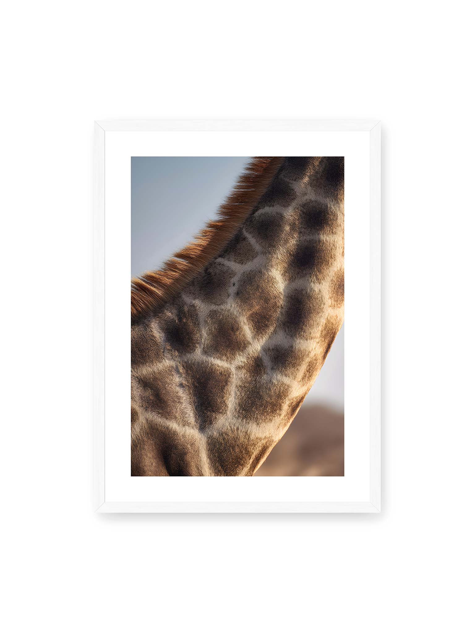 50x70 cm, weißer Galerie-Rand, weißer Rahmen – Nahaufnahme eines Giraffenfells mit charakteristischem Muster in warmen Brauntönen und natürlicher Textur.