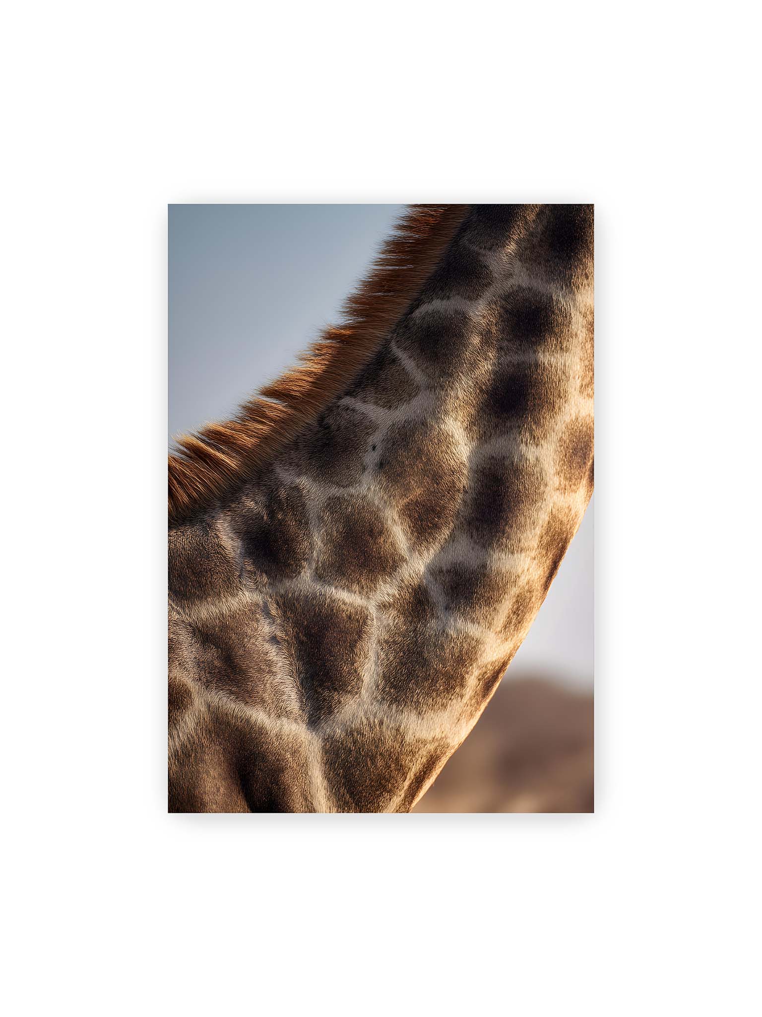 70x100 cm – Nahaufnahme eines Giraffenfells mit charakteristischem Muster in warmen Brauntönen und natürlicher Textur.