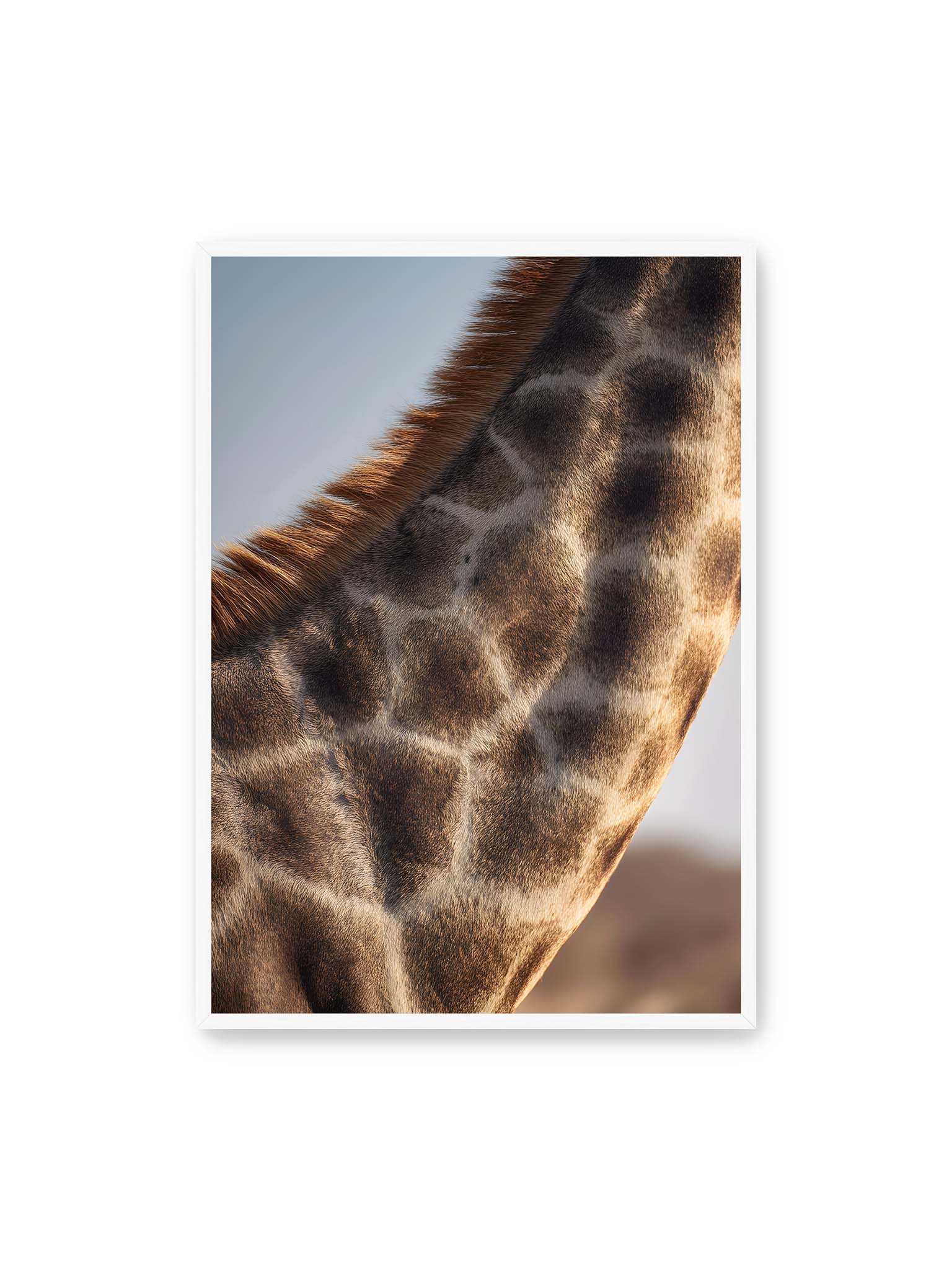 70x100 cm, weißer Rahmen – Nahaufnahme eines Giraffenfells mit charakteristischem Muster in warmen Brauntönen und natürlicher Textur.