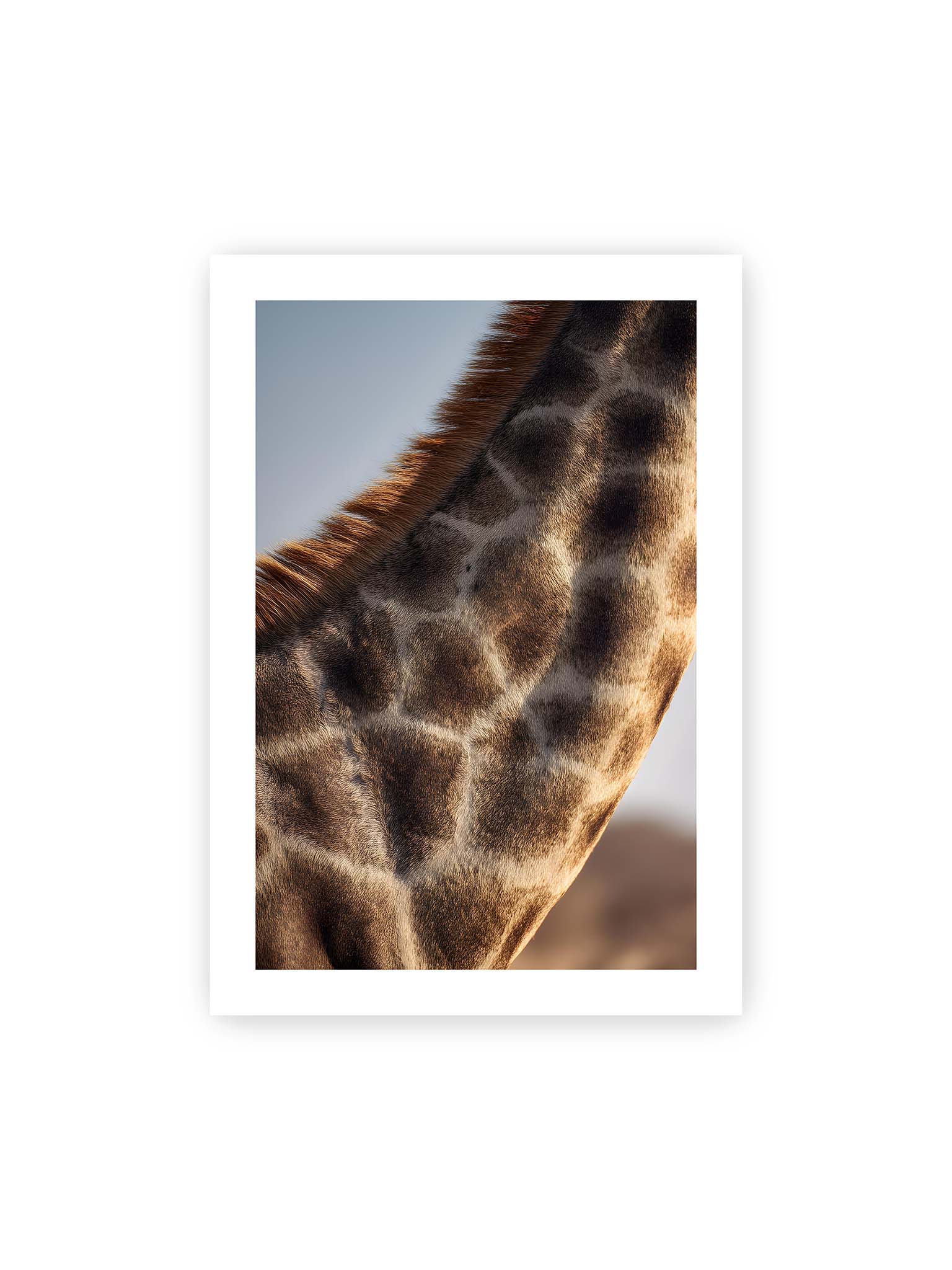 70x100 cm, weißer Galerie-Rand – Nahaufnahme eines Giraffenfells mit charakteristischem Muster in warmen Brauntönen und natürlicher Textur.
