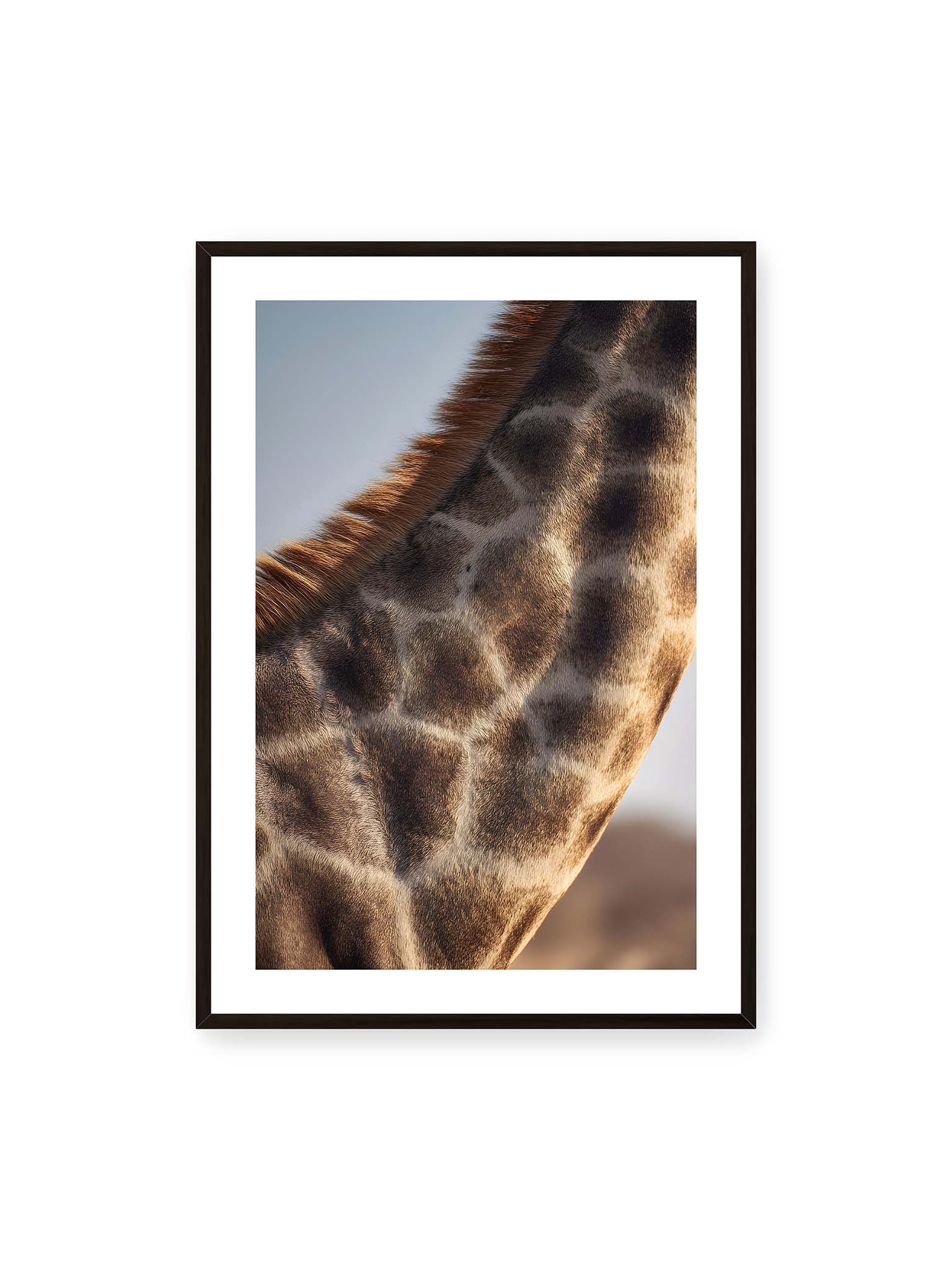 70x100 cm, weißer Galerie-Rand, schwarzer Rahmen – Nahaufnahme eines Giraffenfells mit charakteristischem Muster in warmen Brauntönen und natürlicher Textur.