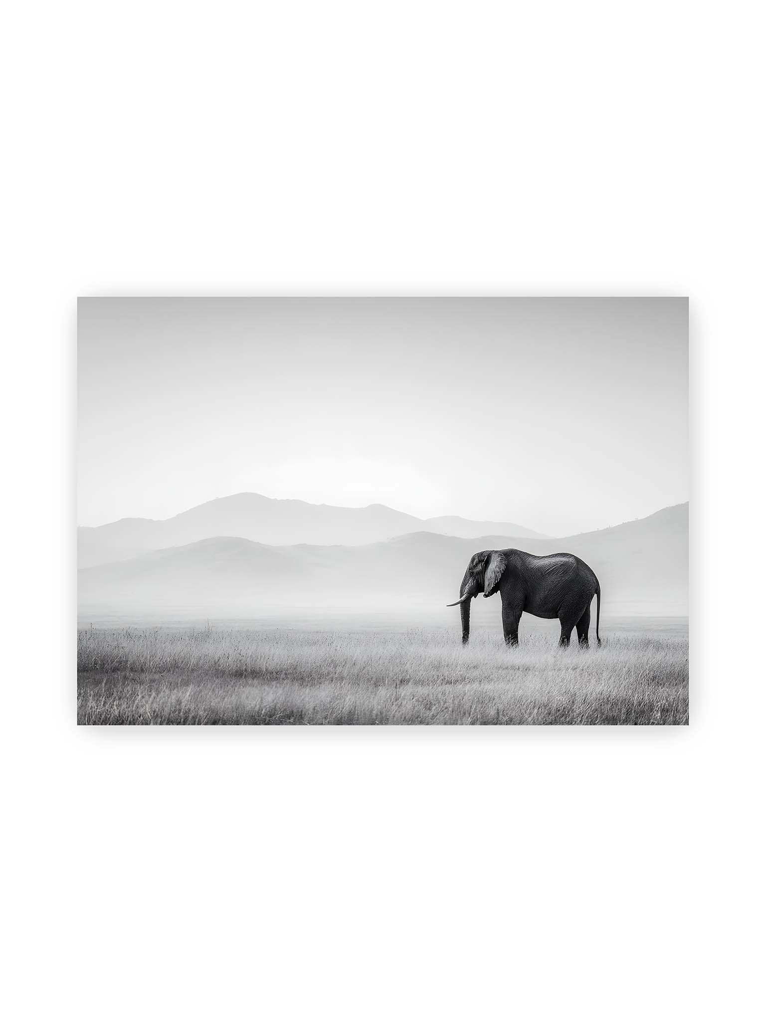 70x100 cm – Elefant steht in weiter, nebeliger Landschaft mit sanften Hügeln im Hintergrund in monochromer Darstellung.