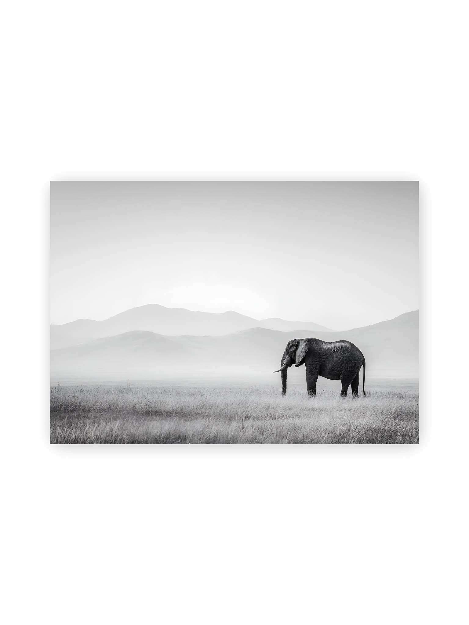 50x70 cm – Elefant steht in weiter, nebeliger Landschaft mit sanften Hügeln im Hintergrund in monochromer Darstellung.