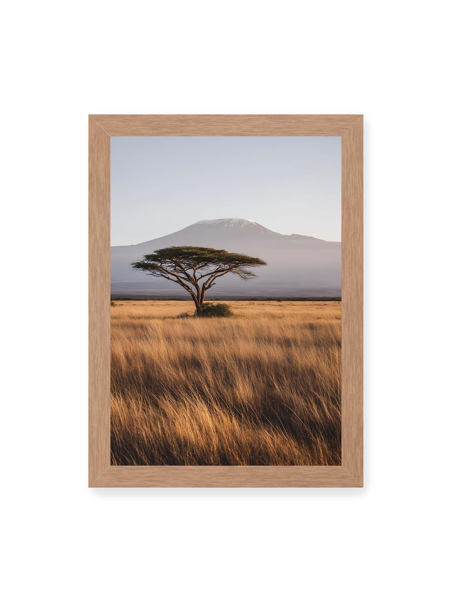 21x30 cm, Eichenrahmen – Einzelne Akazie in weiter Savanne mit Kilimandscharo im Hintergrund und goldenem Gras im weichen Licht.