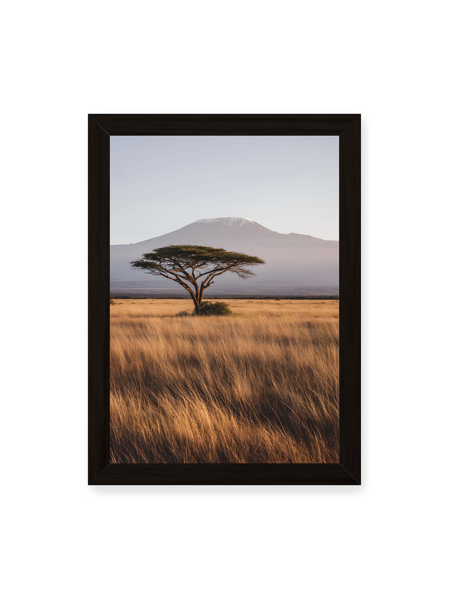 21x30 cm, schwarzer Rahmen – Einzelne Akazie in weiter Savanne mit Kilimandscharo im Hintergrund und goldenem Gras im weichen Licht.
