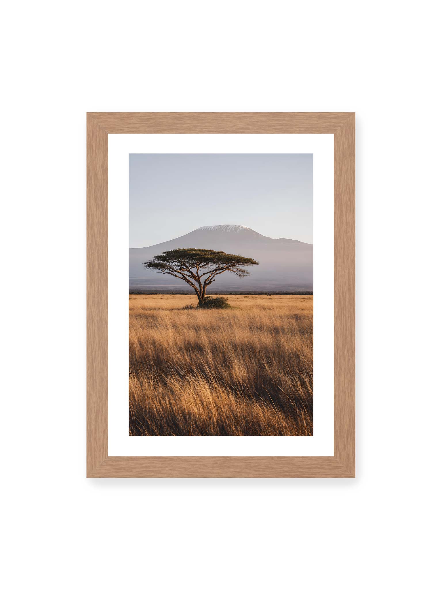 21x30 cm, weißer Galerie-Rand, Eichenrahmen – Einzelne Akazie in weiter Savanne mit Kilimandscharo im Hintergrund und goldenem Gras im weichen Licht.