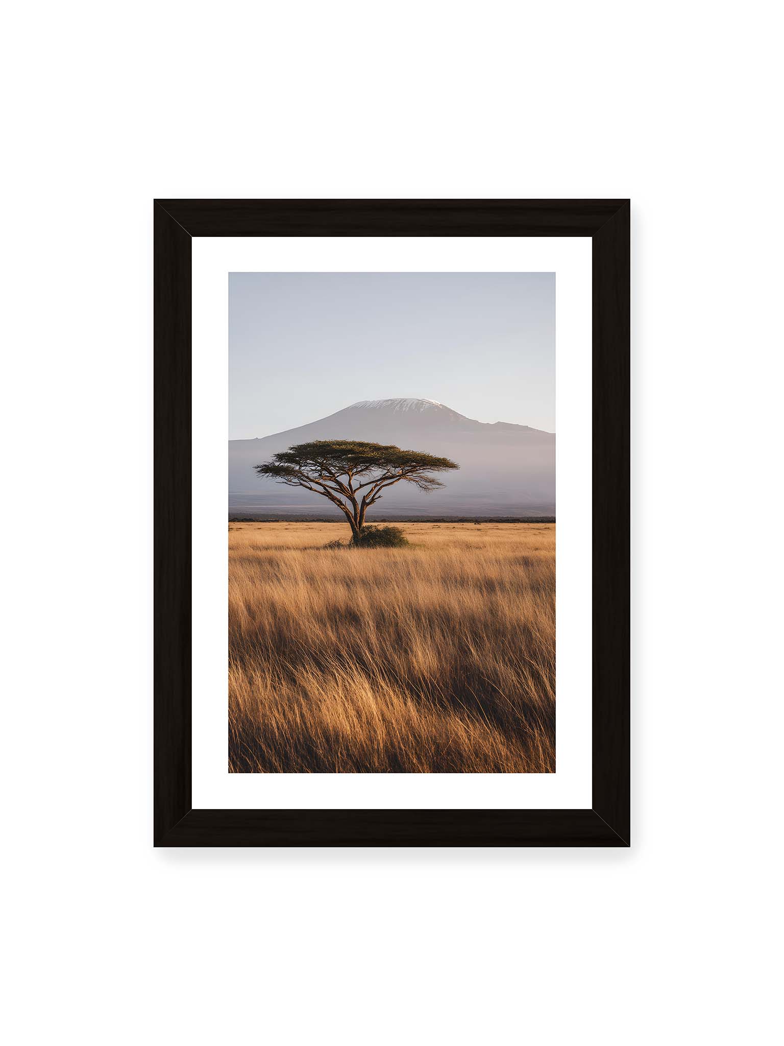 21x30 cm, weißer Galerie-Rand, schwarzer Rahmen – Einzelne Akazie in weiter Savanne mit Kilimandscharo im Hintergrund und goldenem Gras im weichen Licht.