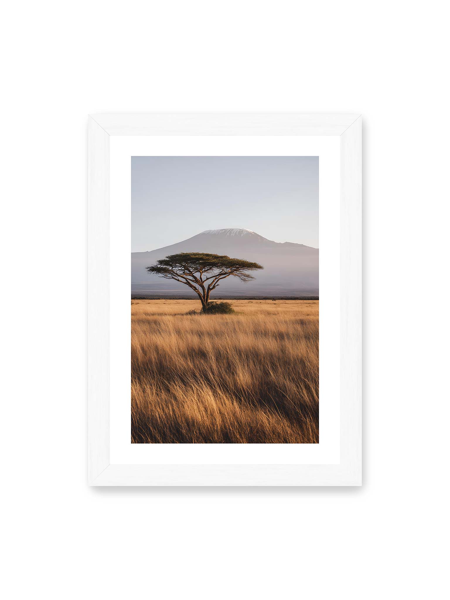 21x30 cm, weißer Galerie-Rand, weißer Rahmen – Einzelne Akazie in weiter Savanne mit Kilimandscharo im Hintergrund und goldenem Gras im weichen Licht.