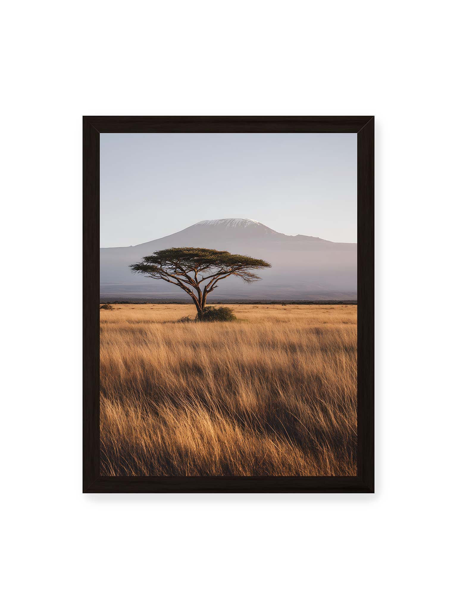 30x40 cm, schwarzer Rahmen – Einzelne Akazie in weiter Savanne mit Kilimandscharo im Hintergrund und goldenem Gras im weichen Licht.